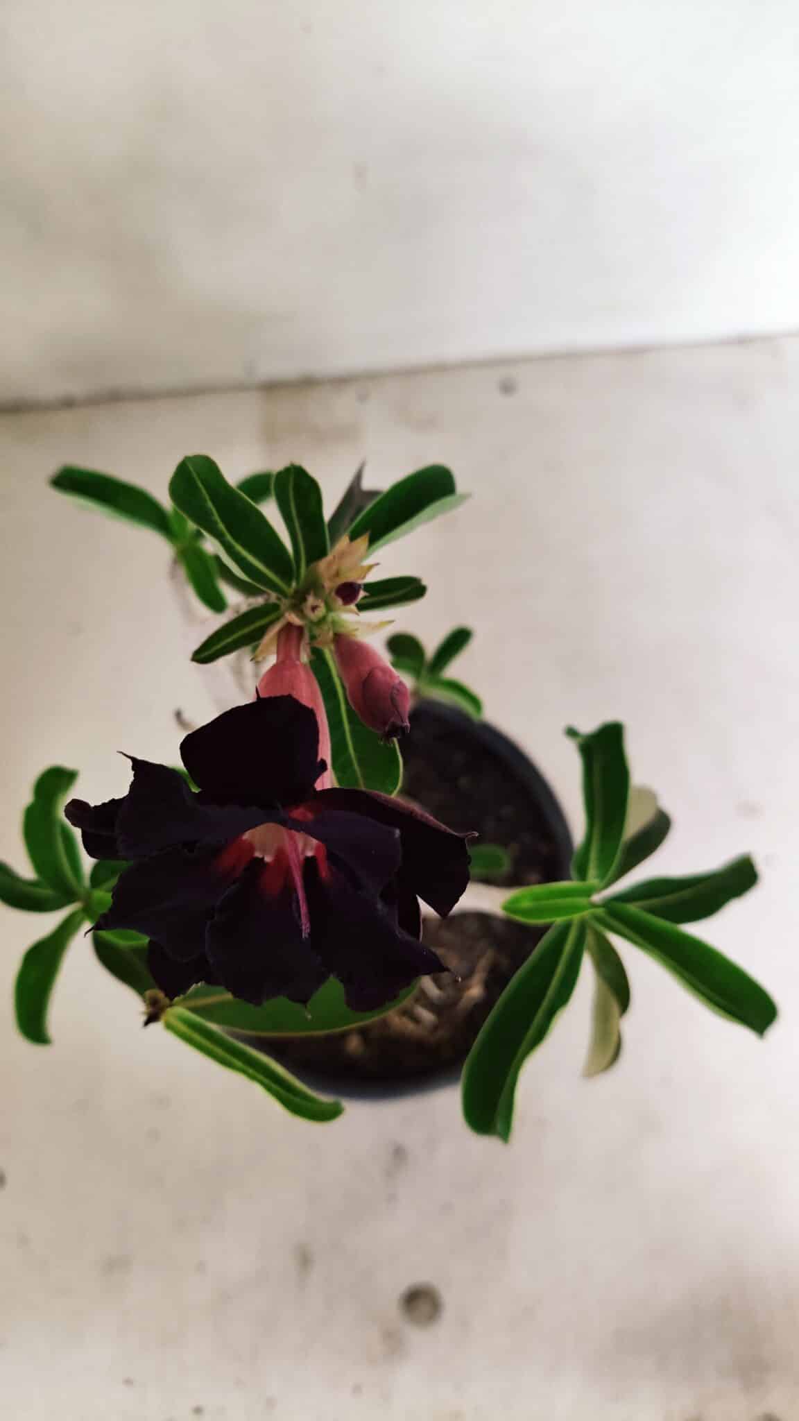 Planta Dobrada 3590 – 30cm – 03 anos - foto 5