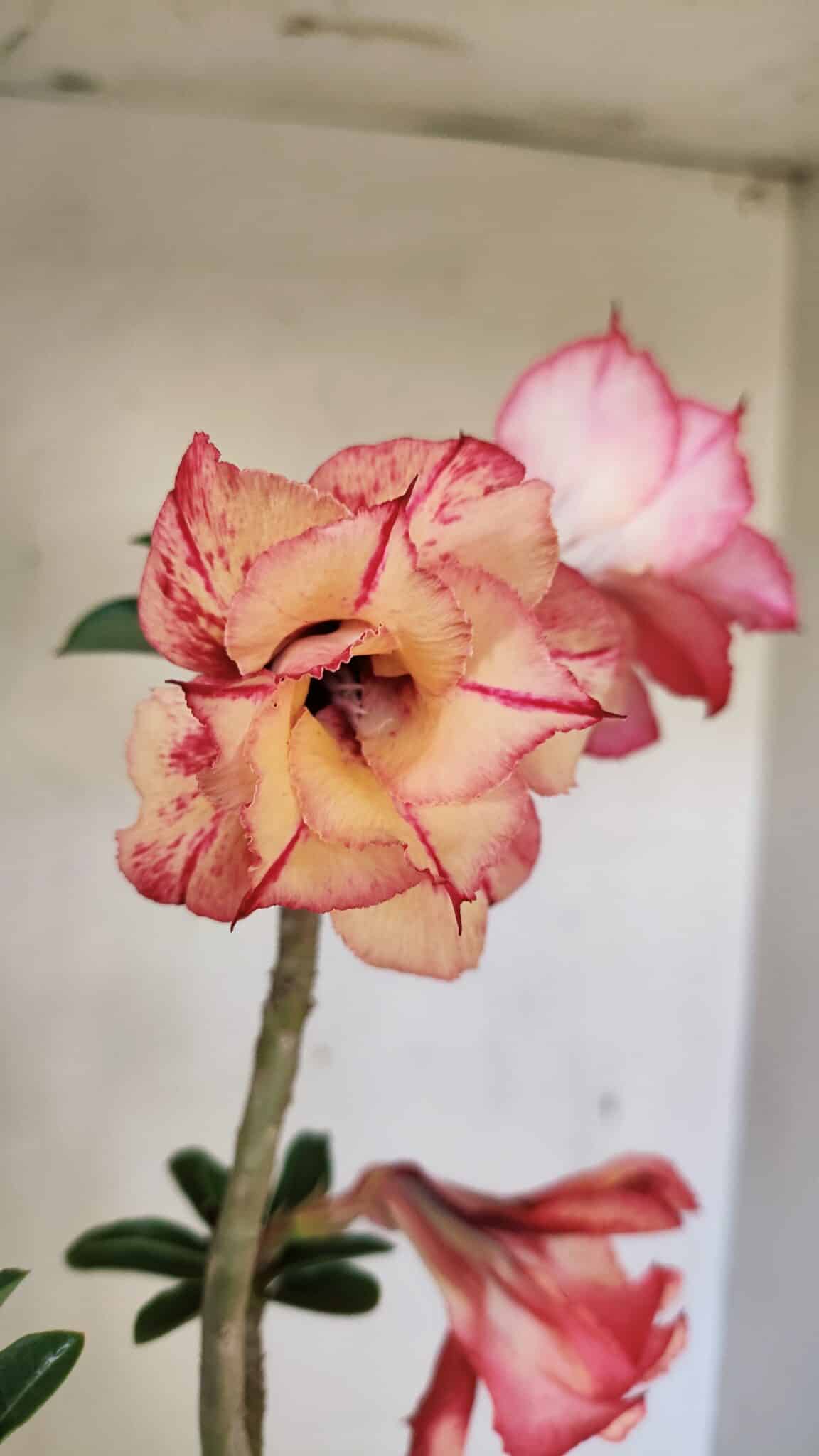 Planta Dobrada 3590 – 35cm – 03 anos - foto 4