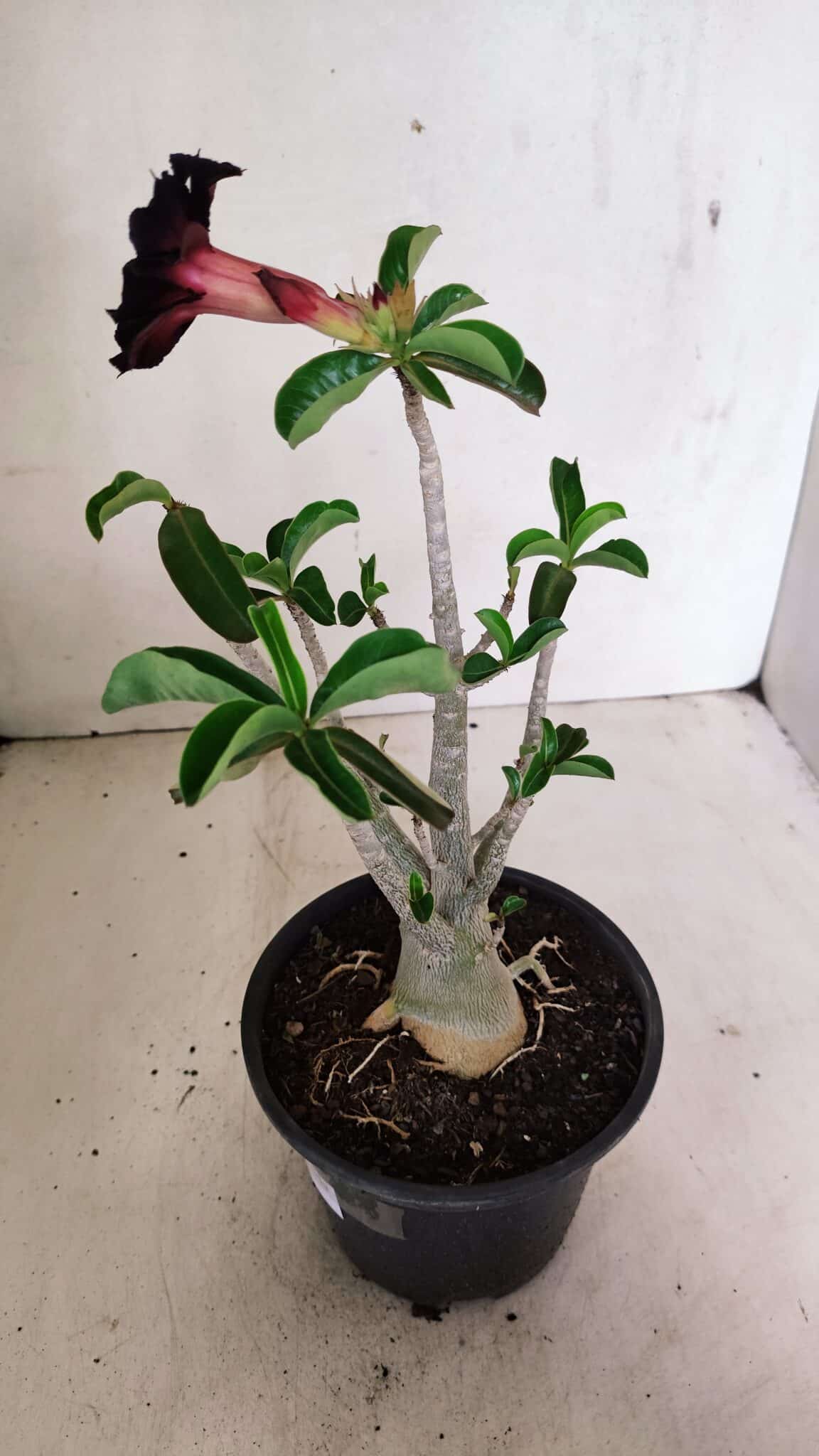 Planta Dobrada 3590 – 30cm – 03 anos - foto 7