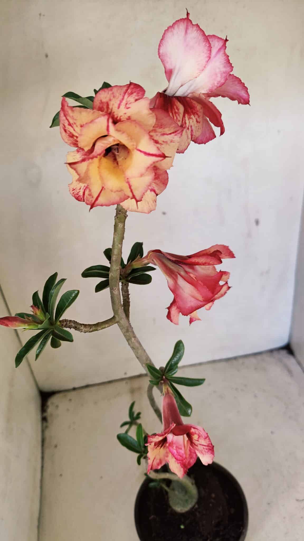 Planta Dobrada 3590 – 35cm – 03 anos - foto 5