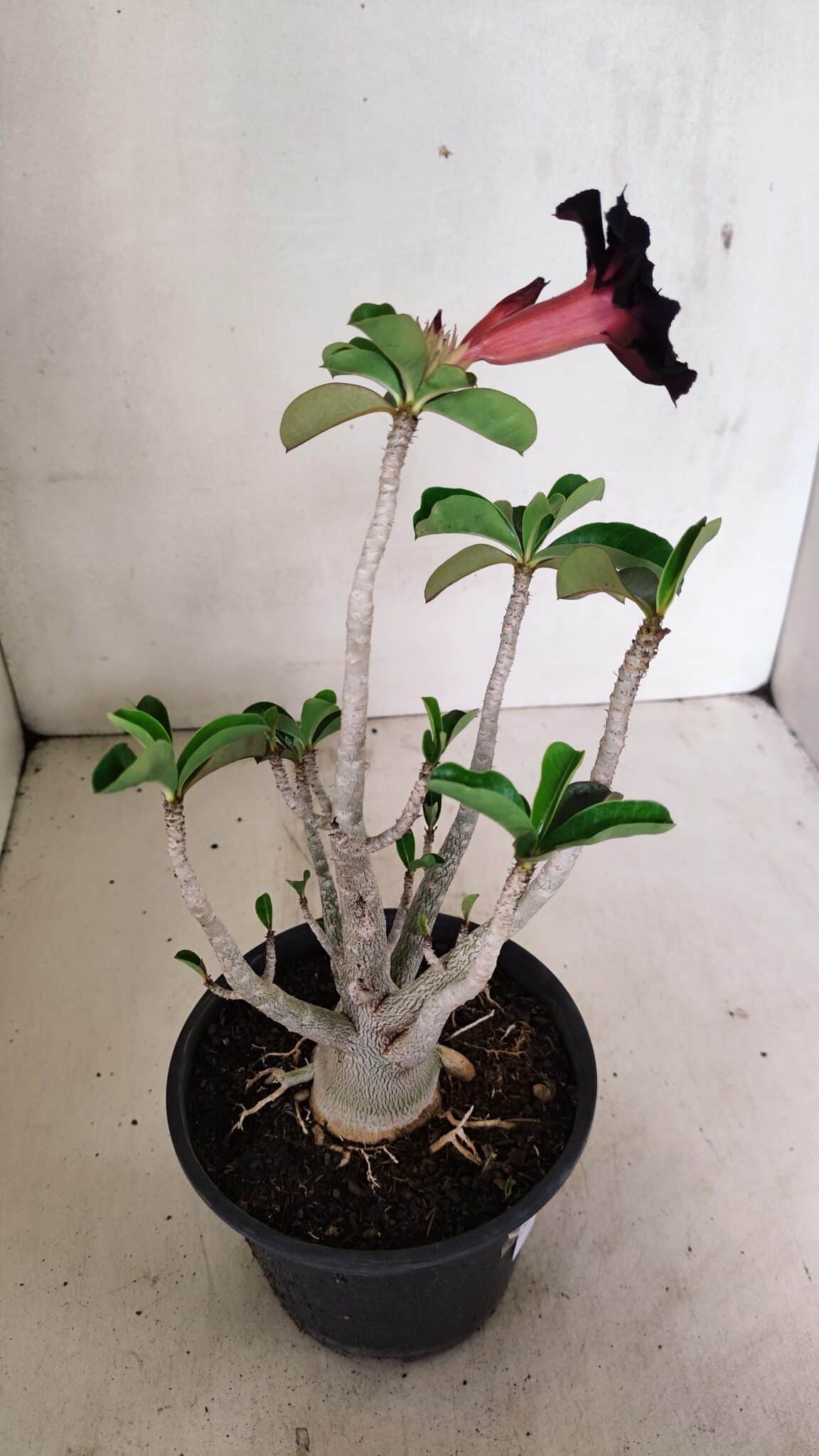 Planta Dobrada 3590 – 30cm – 03 anos - foto 6