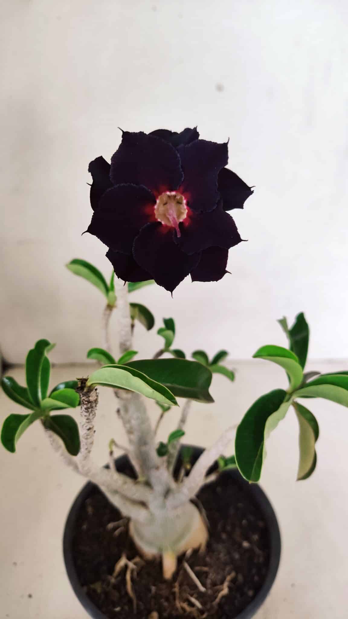 Planta Dobrada 3590 – 30cm – 03 anos - foto 4
