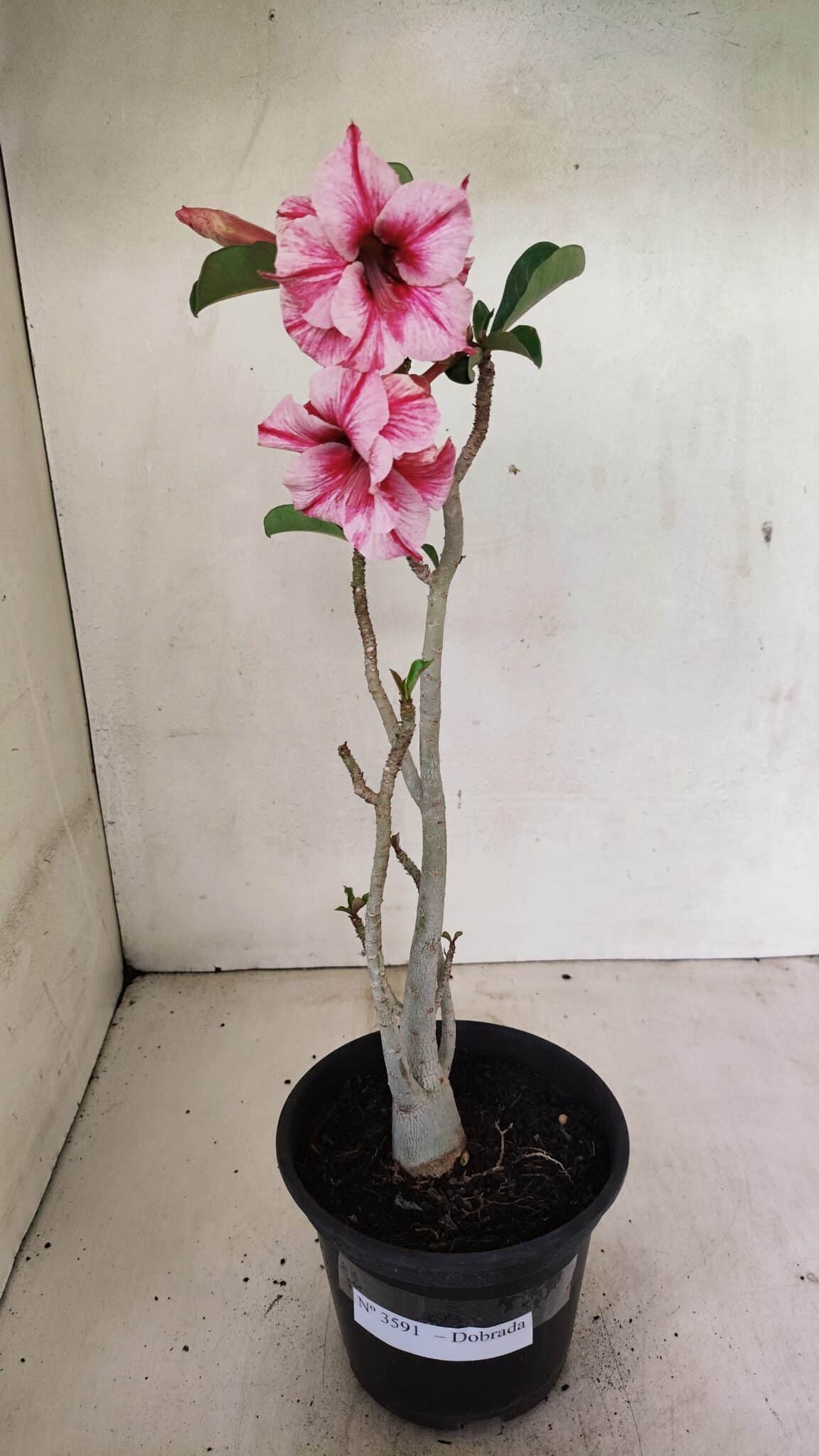 Planta Dobrada 3591 – 35cm – 03 anos - foto 2