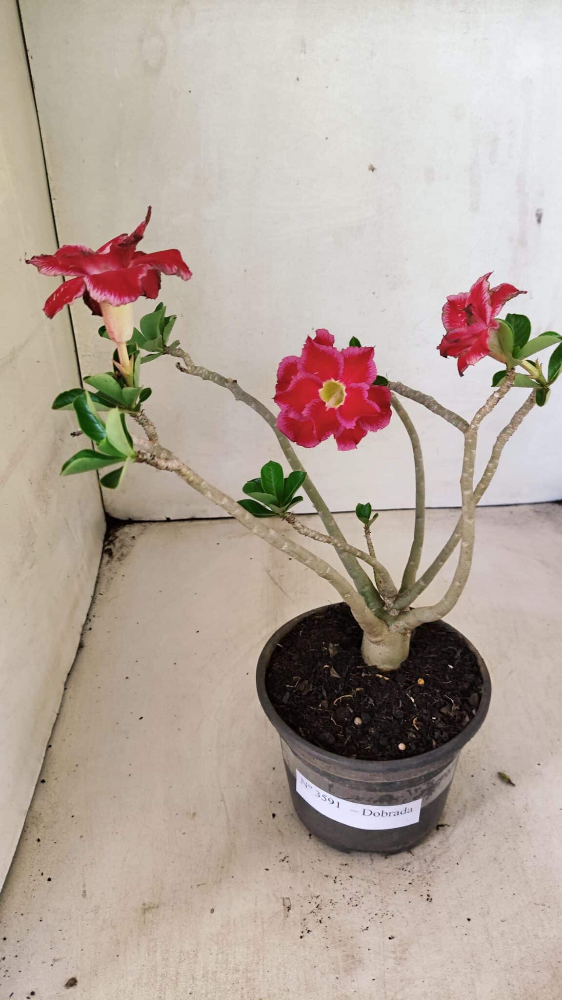 Planta Dobrada 3591 – 30cm – 02 anos - foto 2