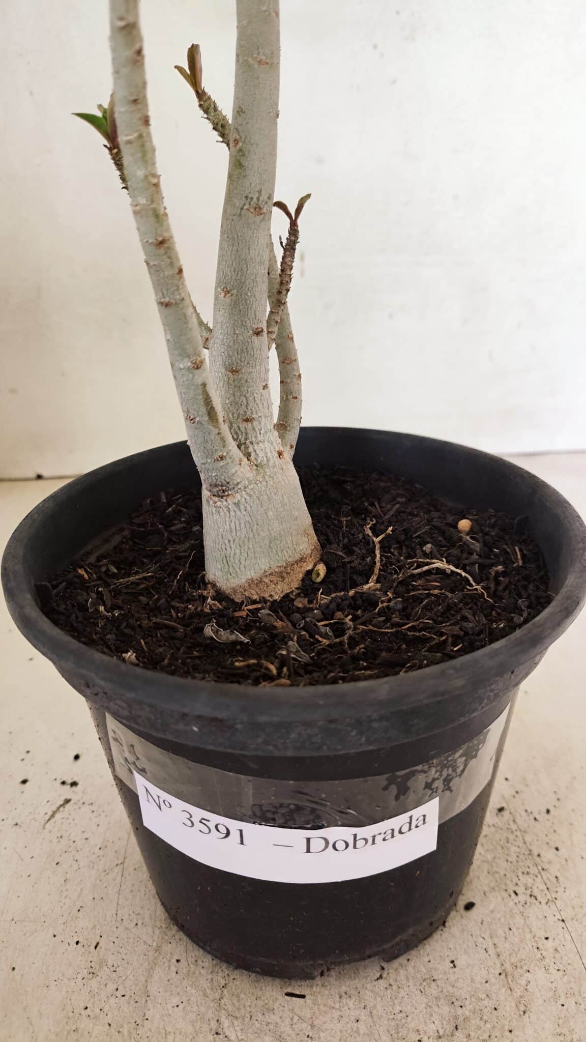 Planta Dobrada 3591 – 35cm – 03 anos - foto 8