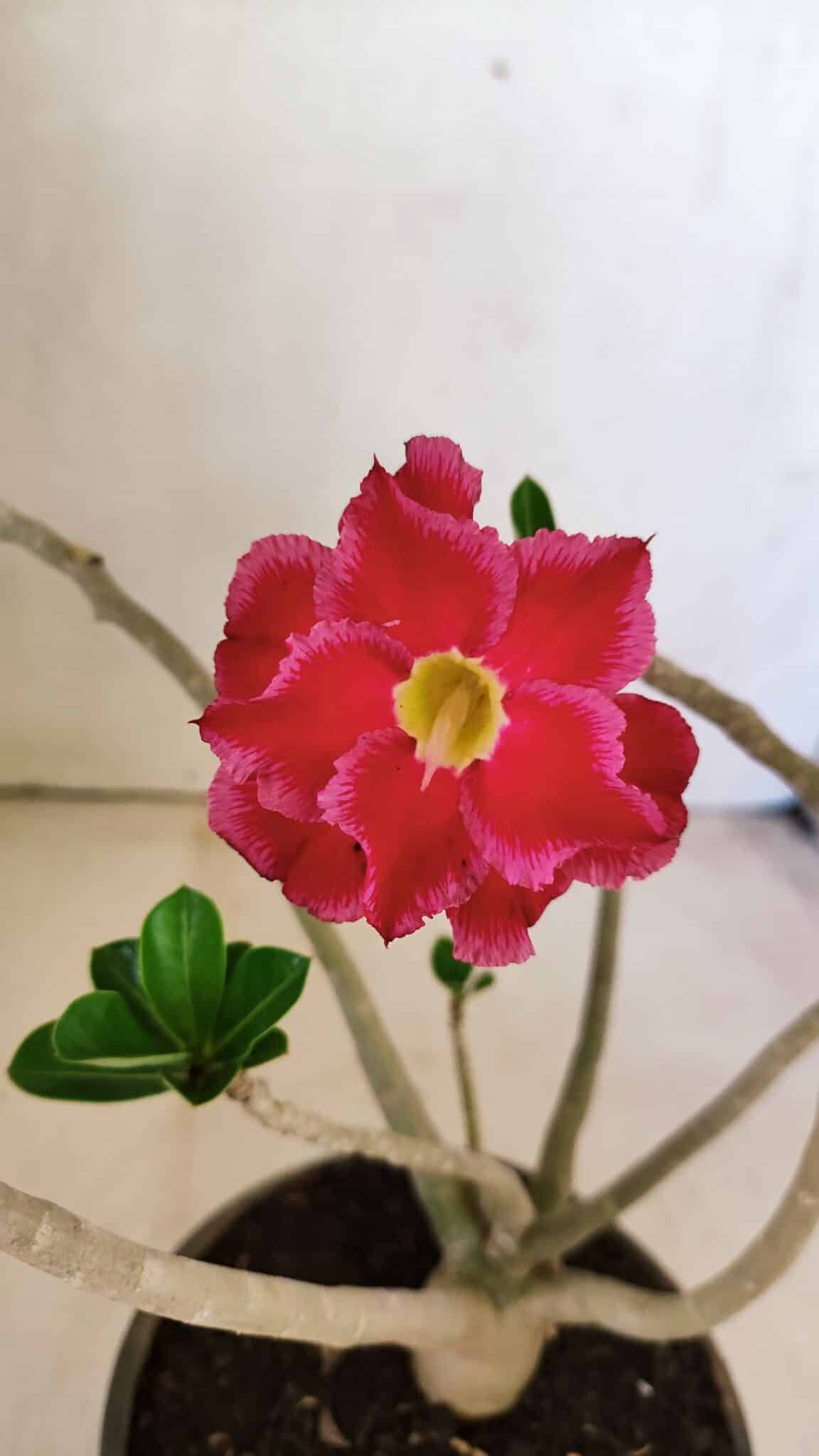 Planta Dobrada 3591 – 30cm – 02 anos - foto 3