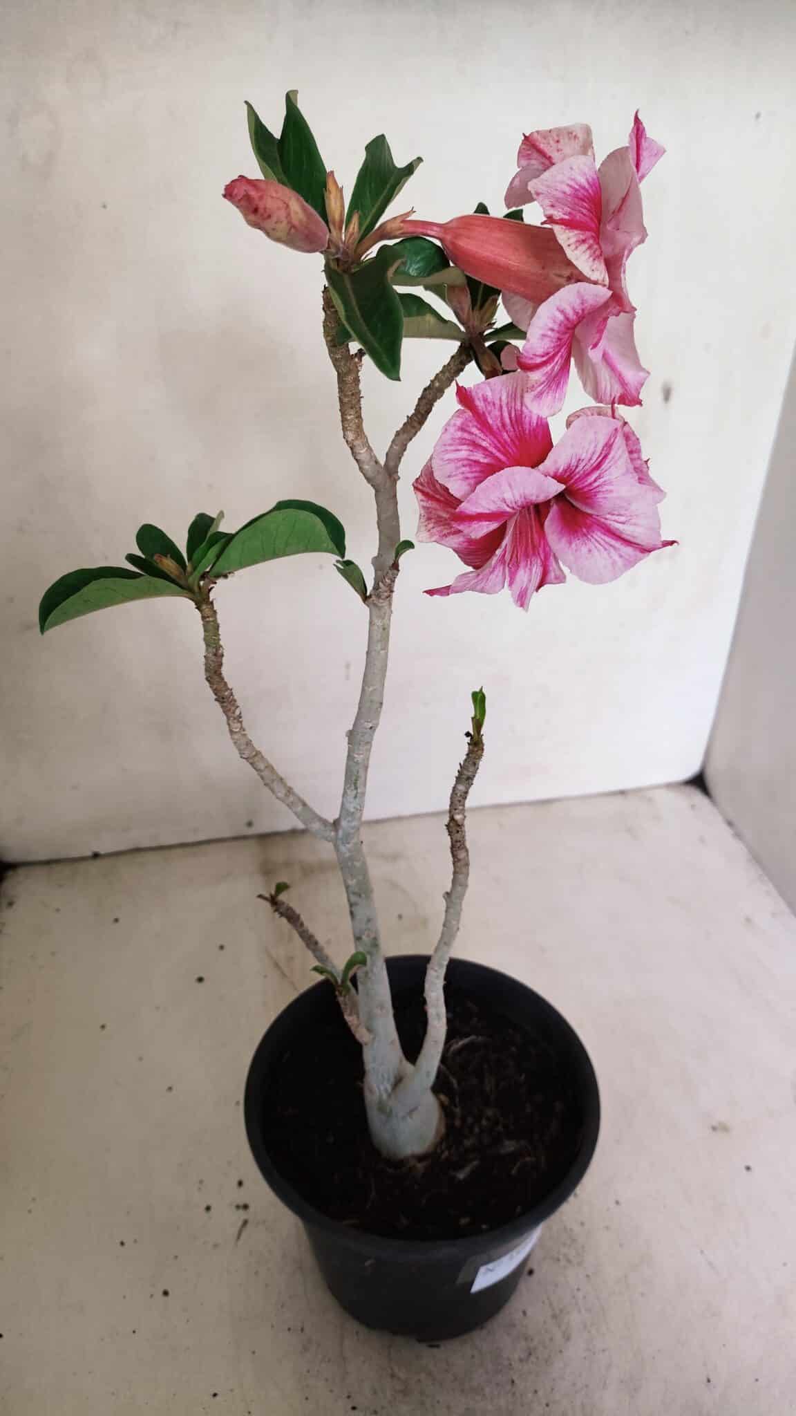 Planta Dobrada 3591 – 35cm – 03 anos - foto 7
