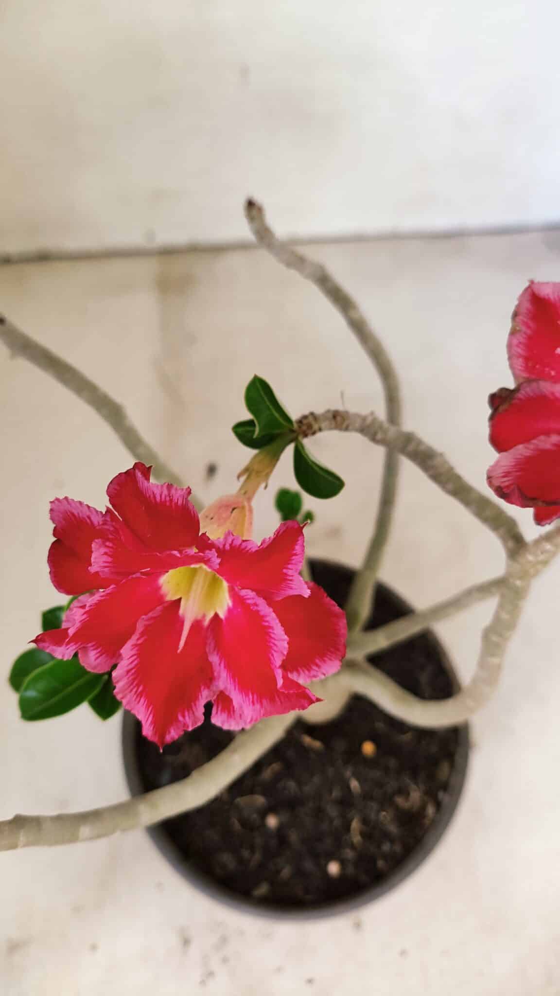 Planta Dobrada 3591 – 30cm – 02 anos - foto 4