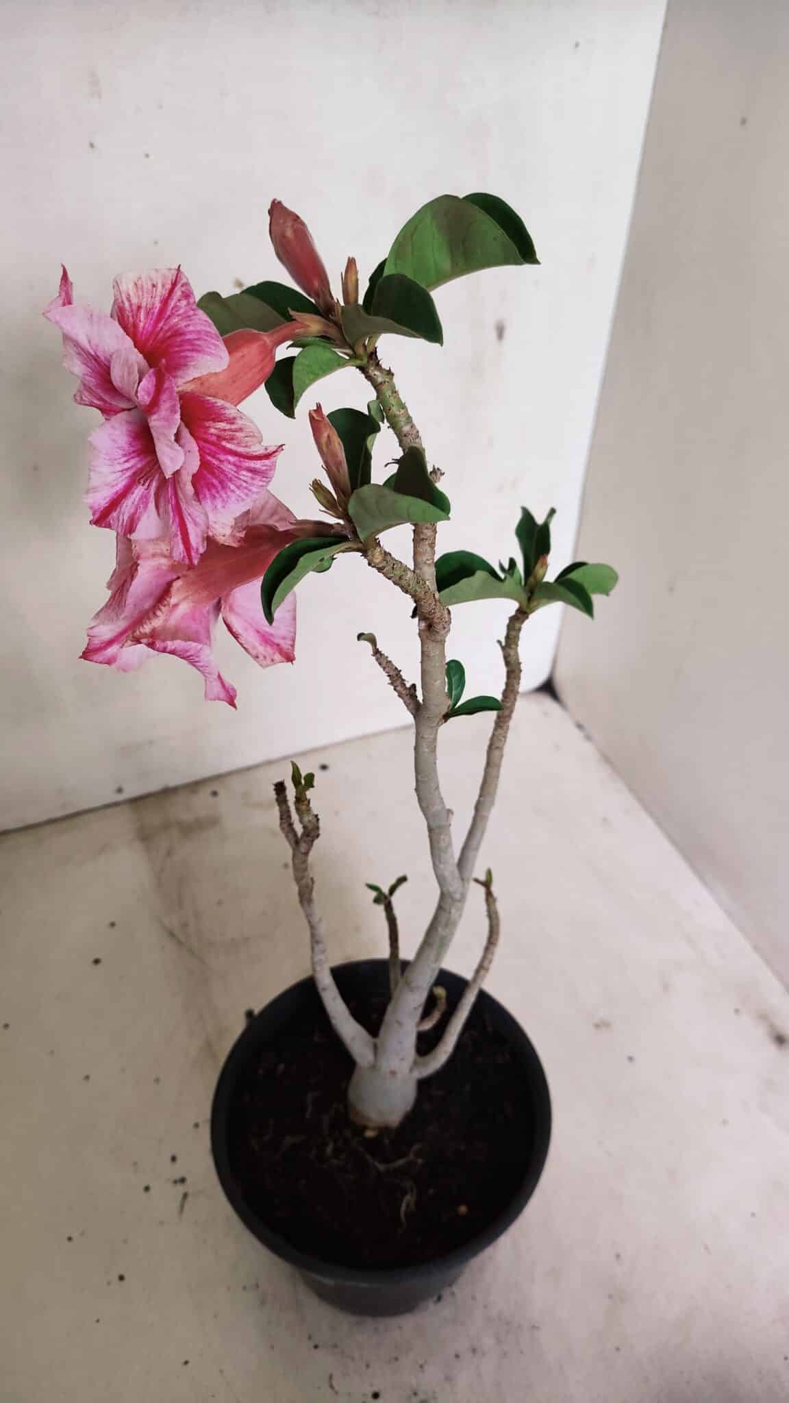 Planta Dobrada 3591 – 35cm – 03 anos - foto 6