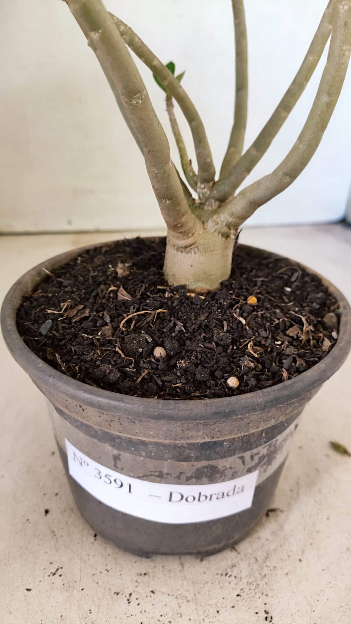 Planta Dobrada 3591 – 30cm – 02 anos - foto 7