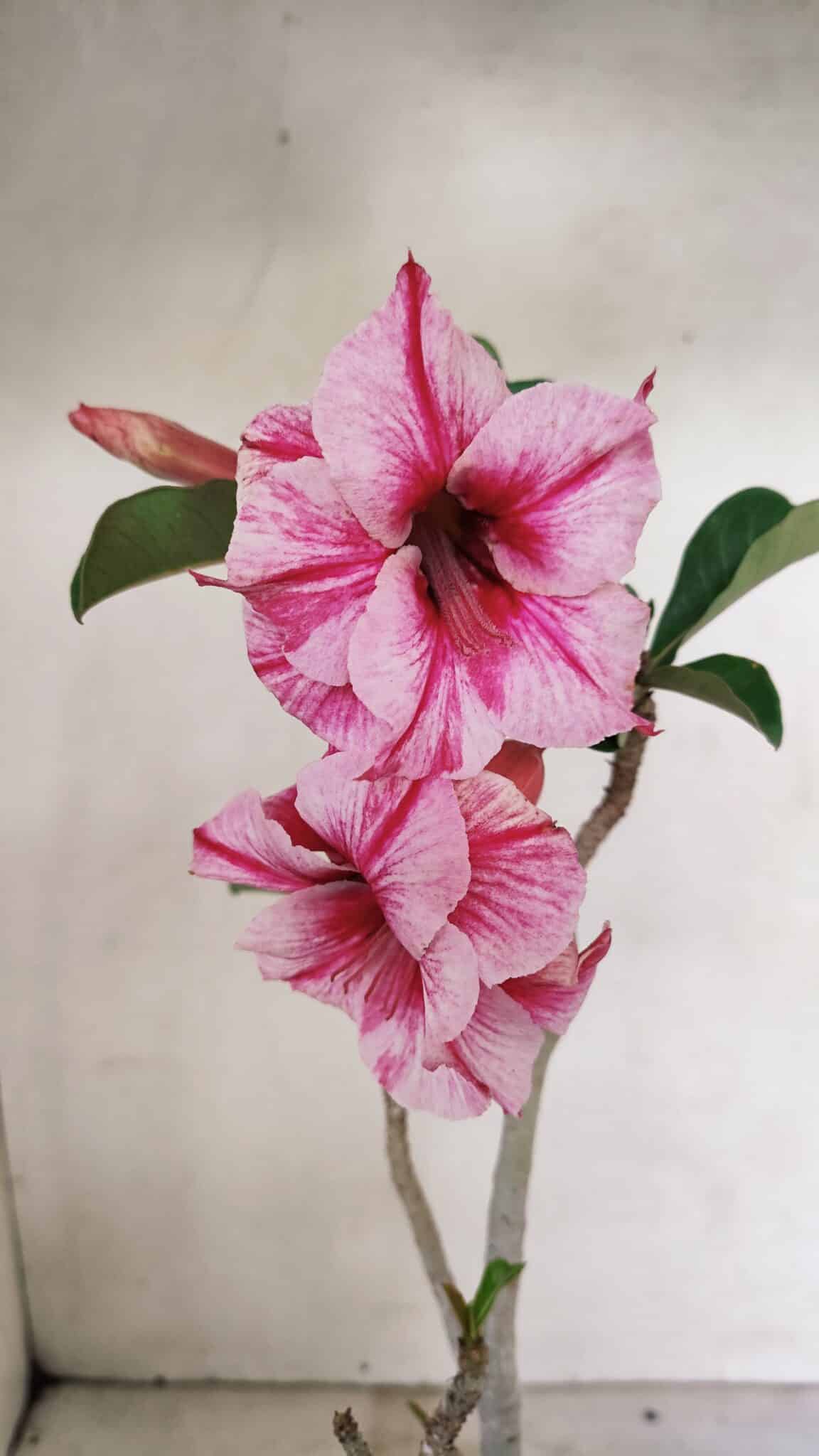 Planta Dobrada 3591 – 35cm – 03 anos - foto 3
