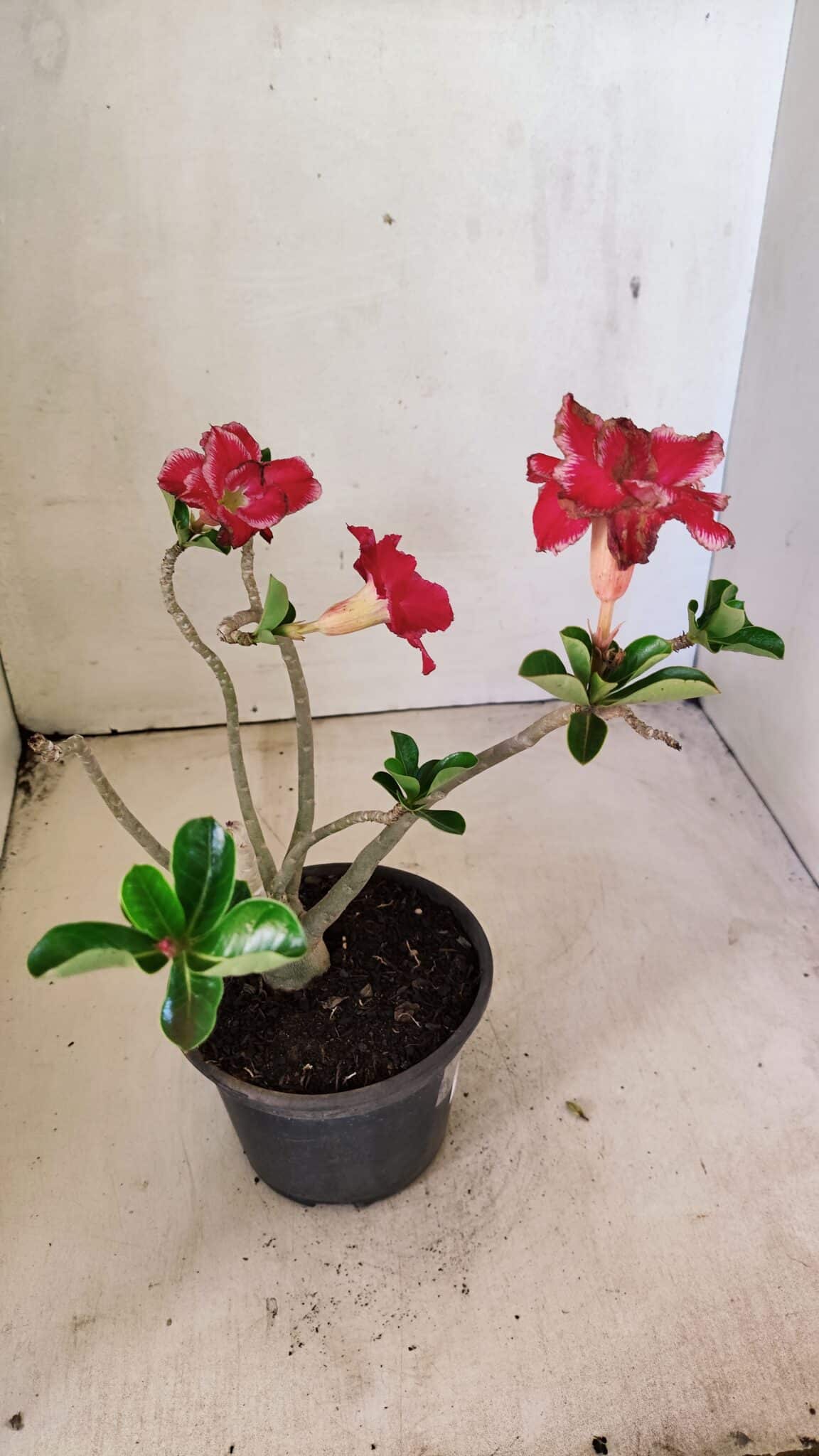 Planta Dobrada 3591 – 30cm – 02 anos - foto 6