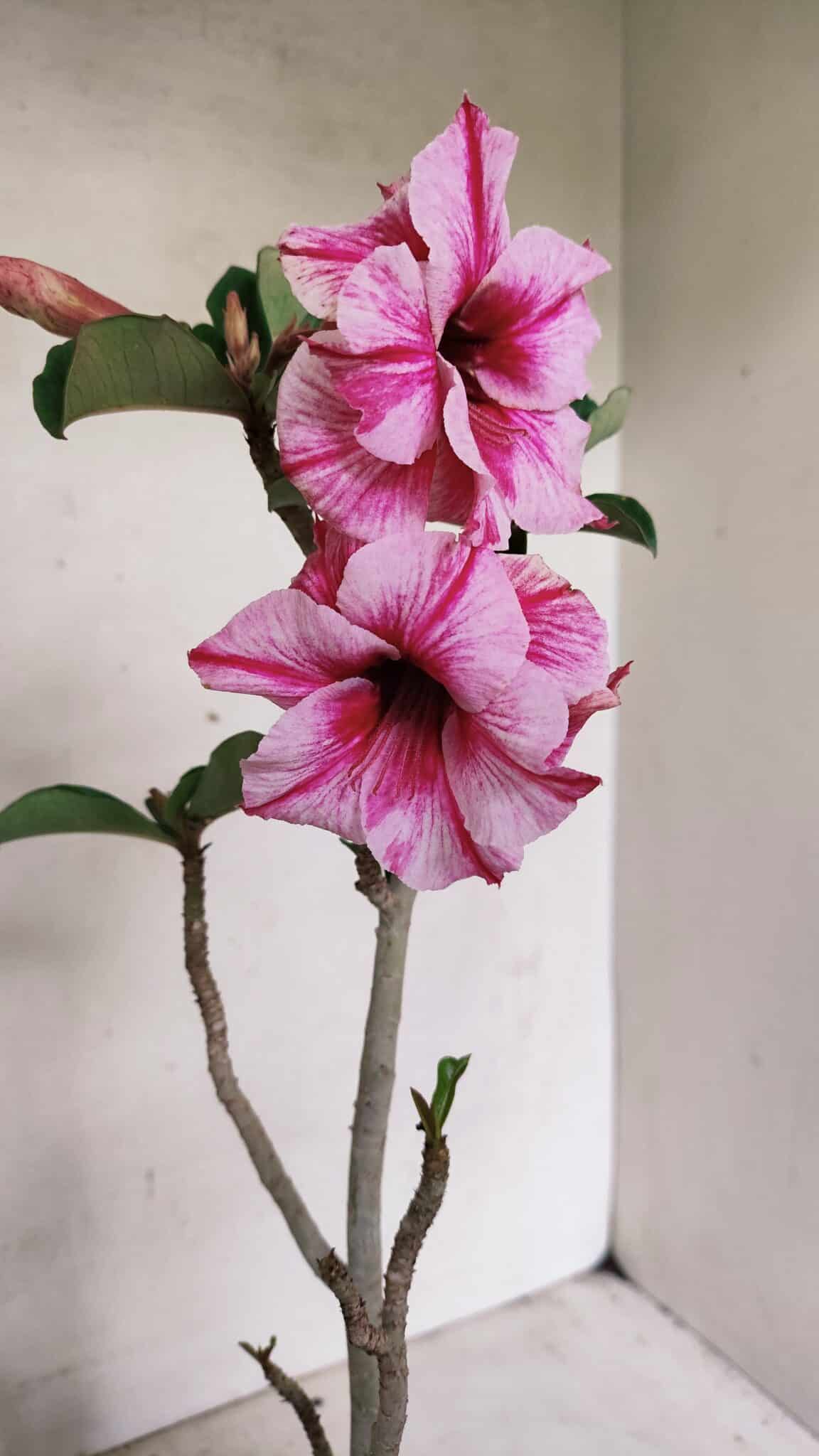 Planta Dobrada 3591 – 35cm – 03 anos - foto 4