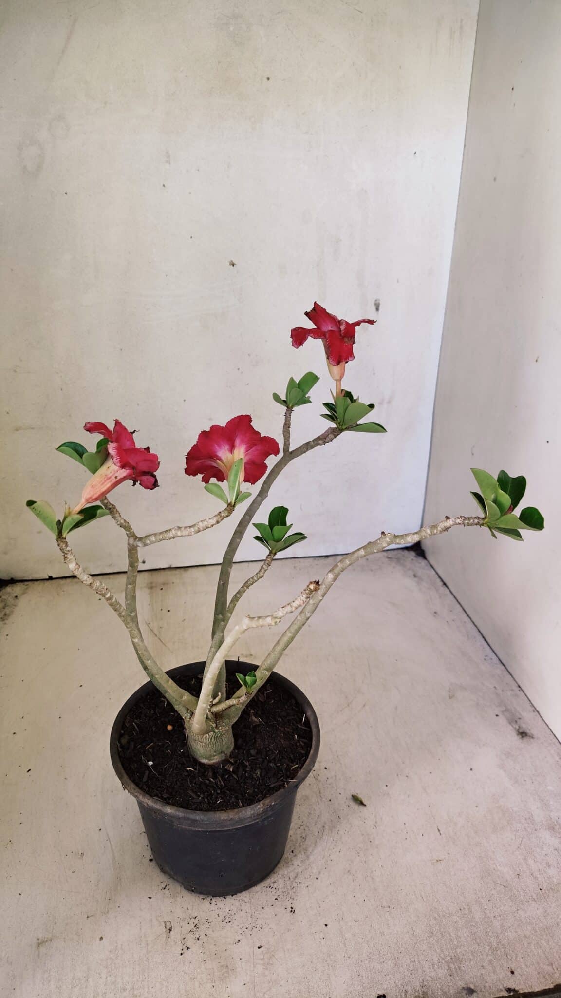 Planta Dobrada 3591 – 30cm – 02 anos - foto 5
