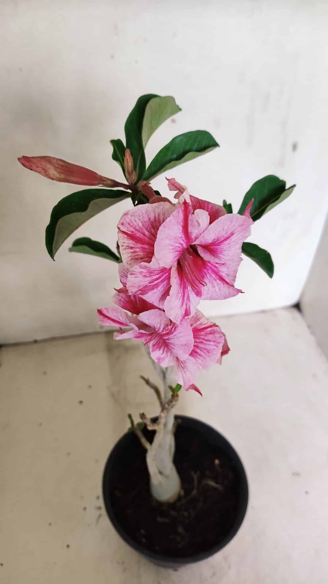 Planta Dobrada 3591 – 35cm – 03 anos - foto 5