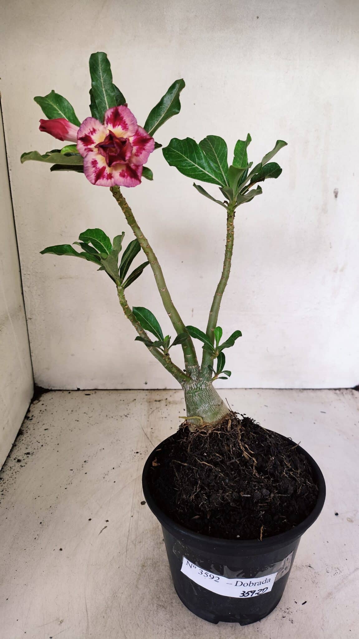 Planta Dobrada 3592 – 30cm – 02 anos - foto 2