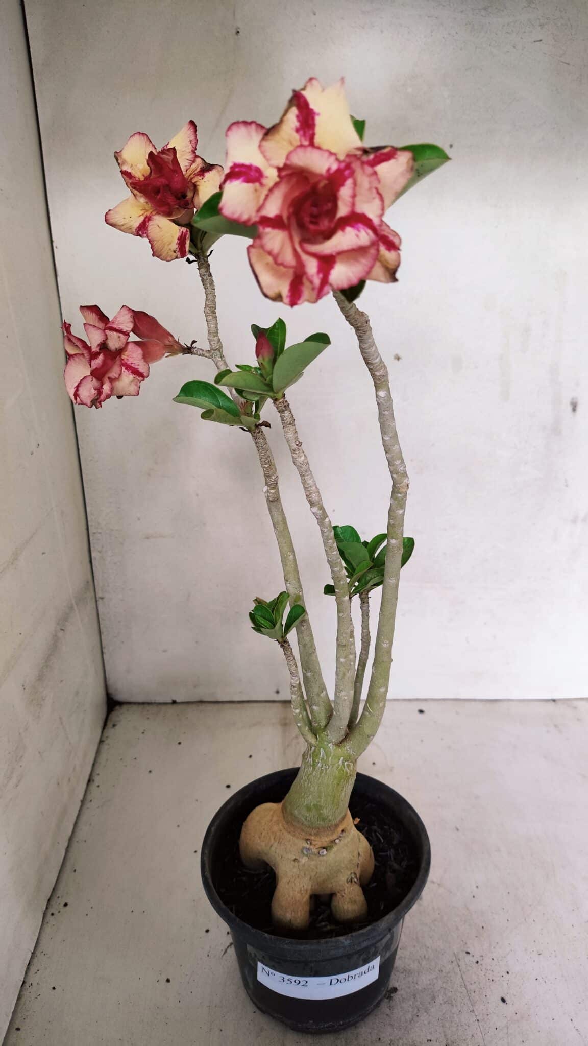 Planta Dobrada 3592 – 40cm – 03 anos - foto 2