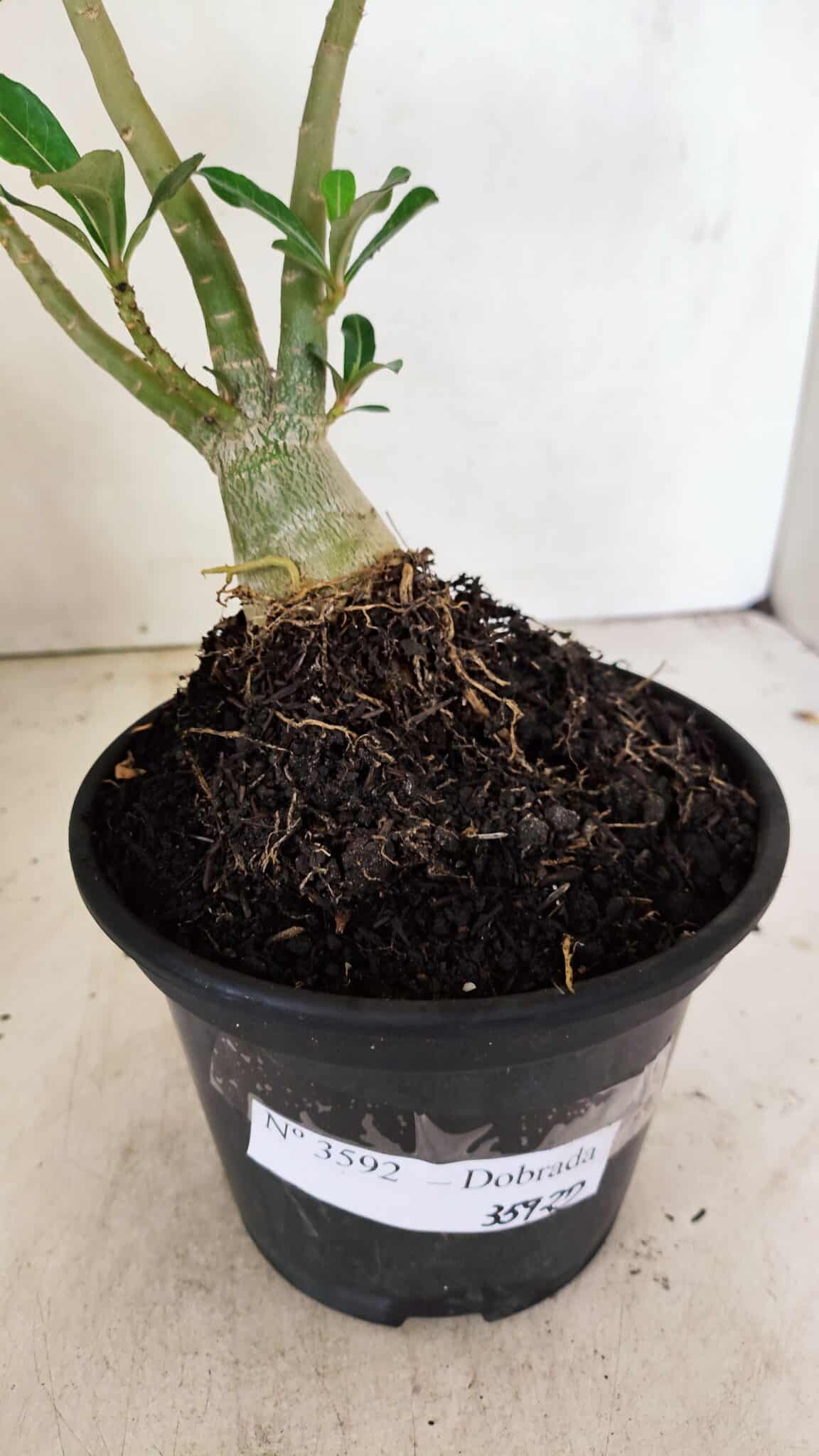 Planta Dobrada 3592 – 30cm – 02 anos - foto 7