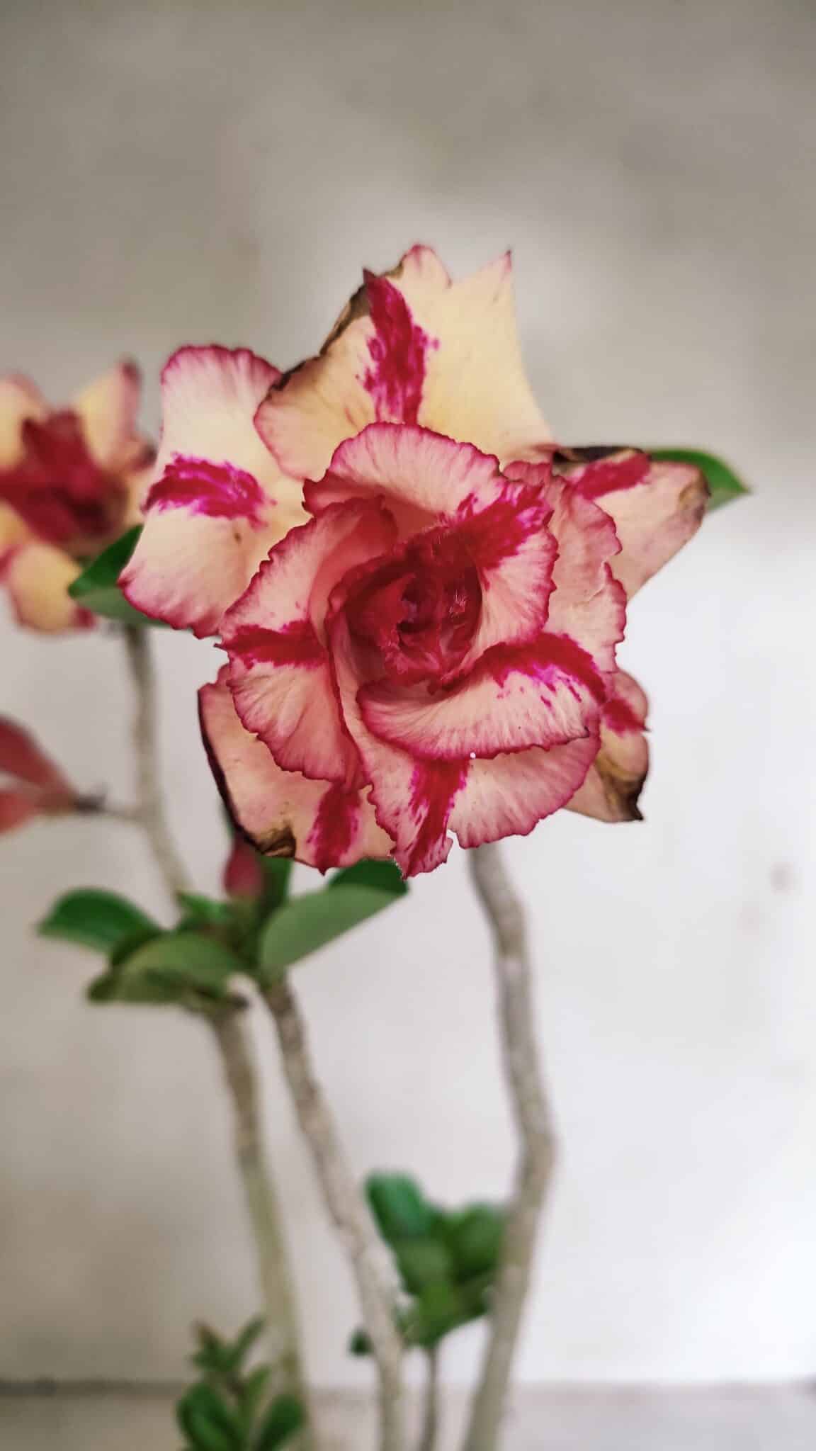 Planta Dobrada 3592 – 40cm – 03 anos - foto 3