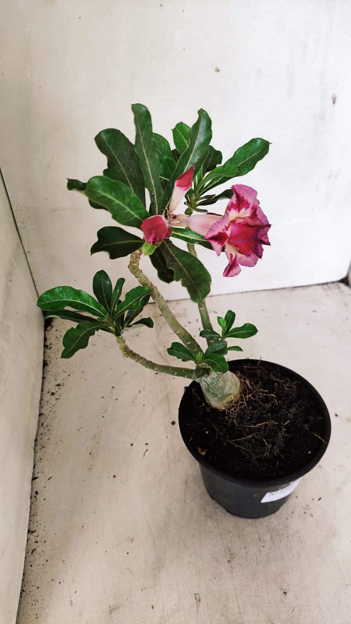Planta Dobrada 3592 – 30cm – 02 anos - foto 6