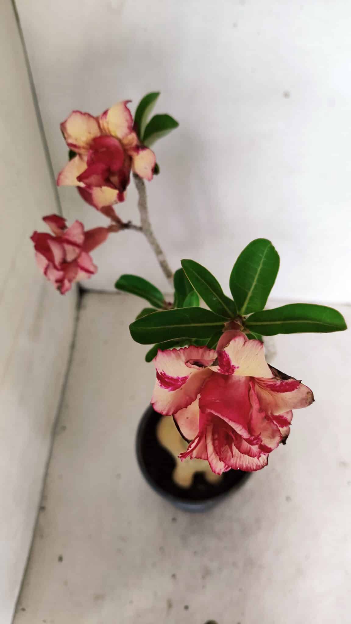 Planta Dobrada 3592 – 40cm – 03 anos - foto 4