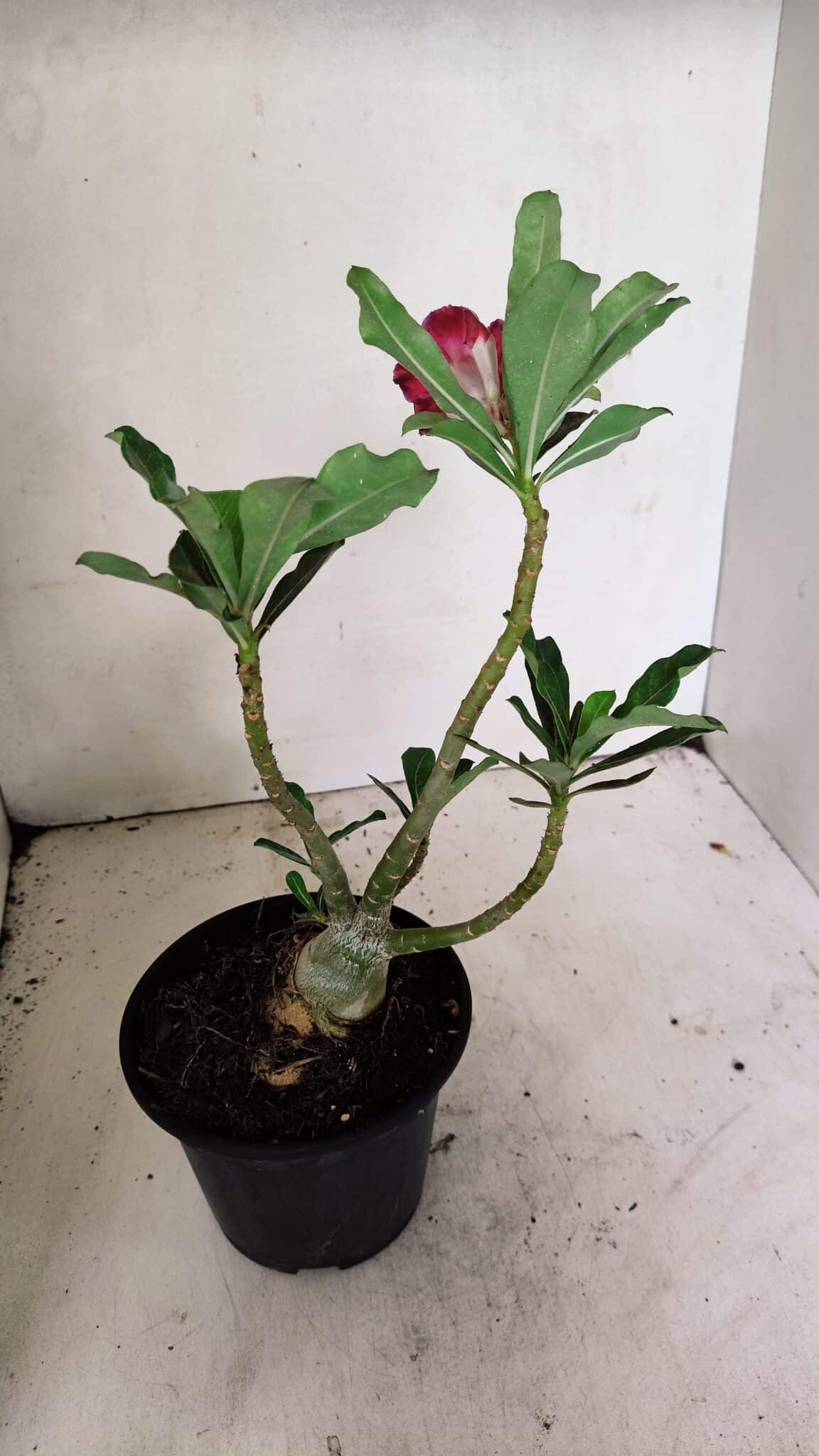 Planta Dobrada 3592 – 30cm – 02 anos - foto 5