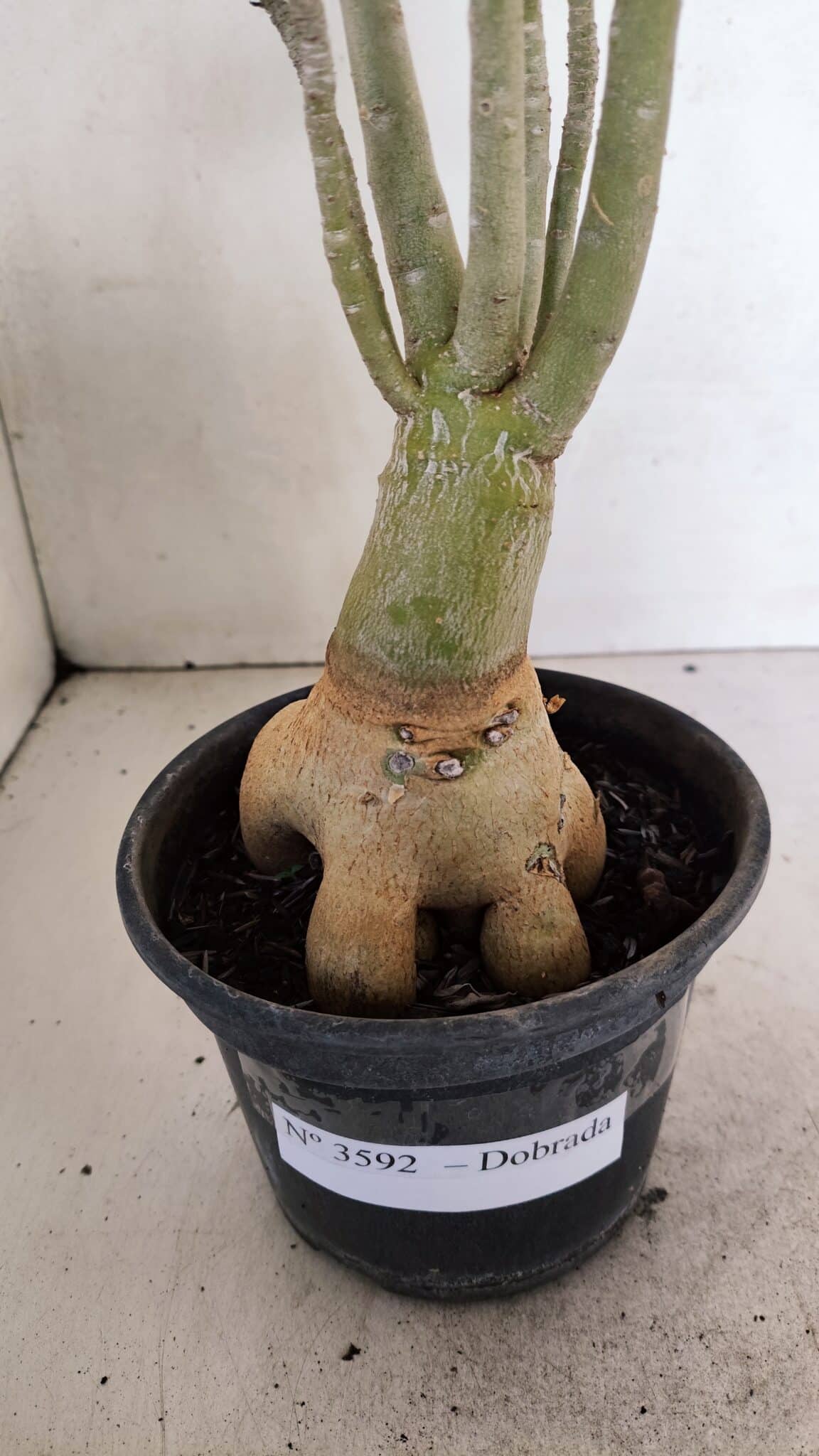 Planta Dobrada 3592 – 40cm – 03 anos - foto 8