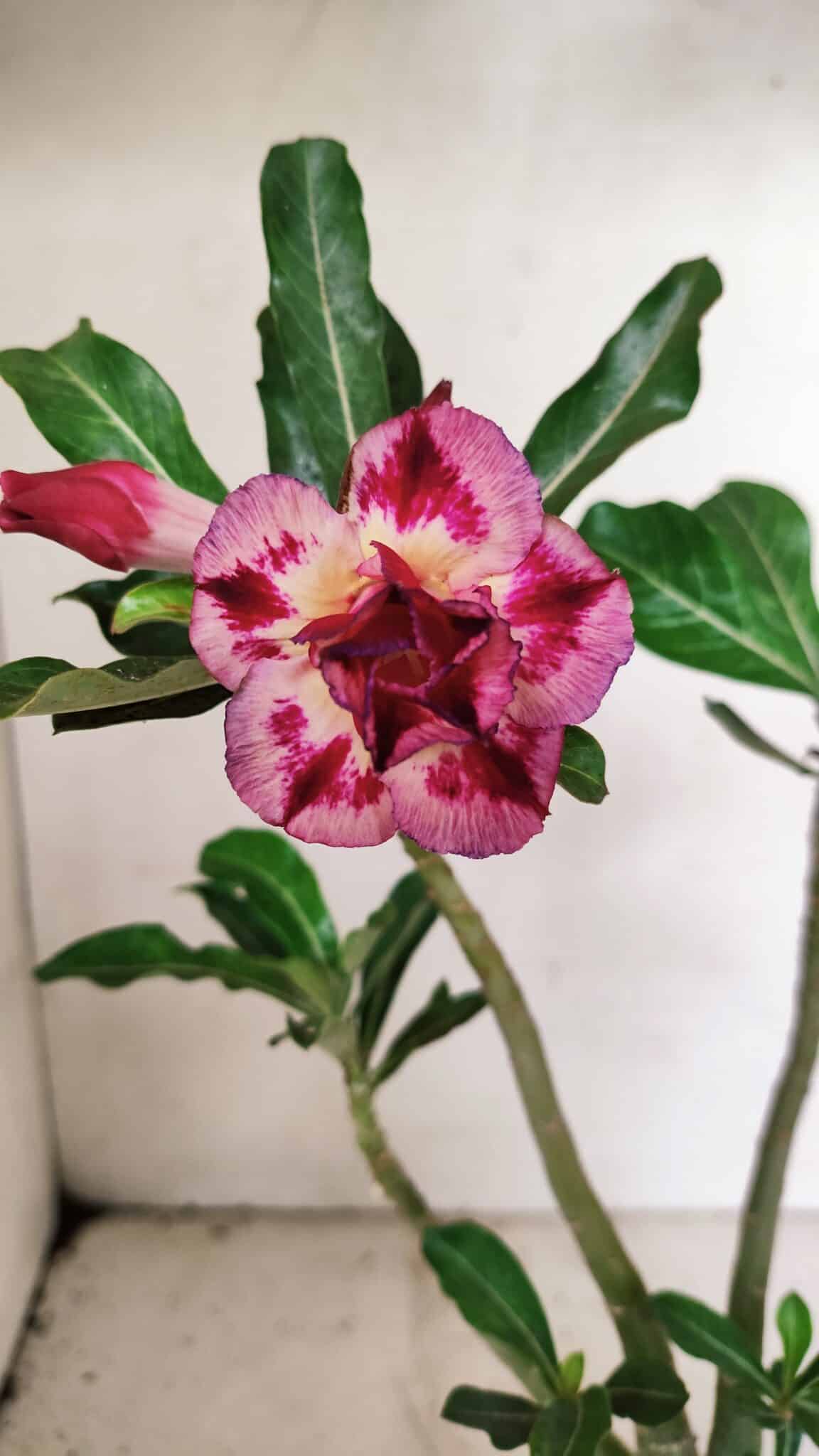 Planta Dobrada 3592 – 30cm – 02 anos - foto 3