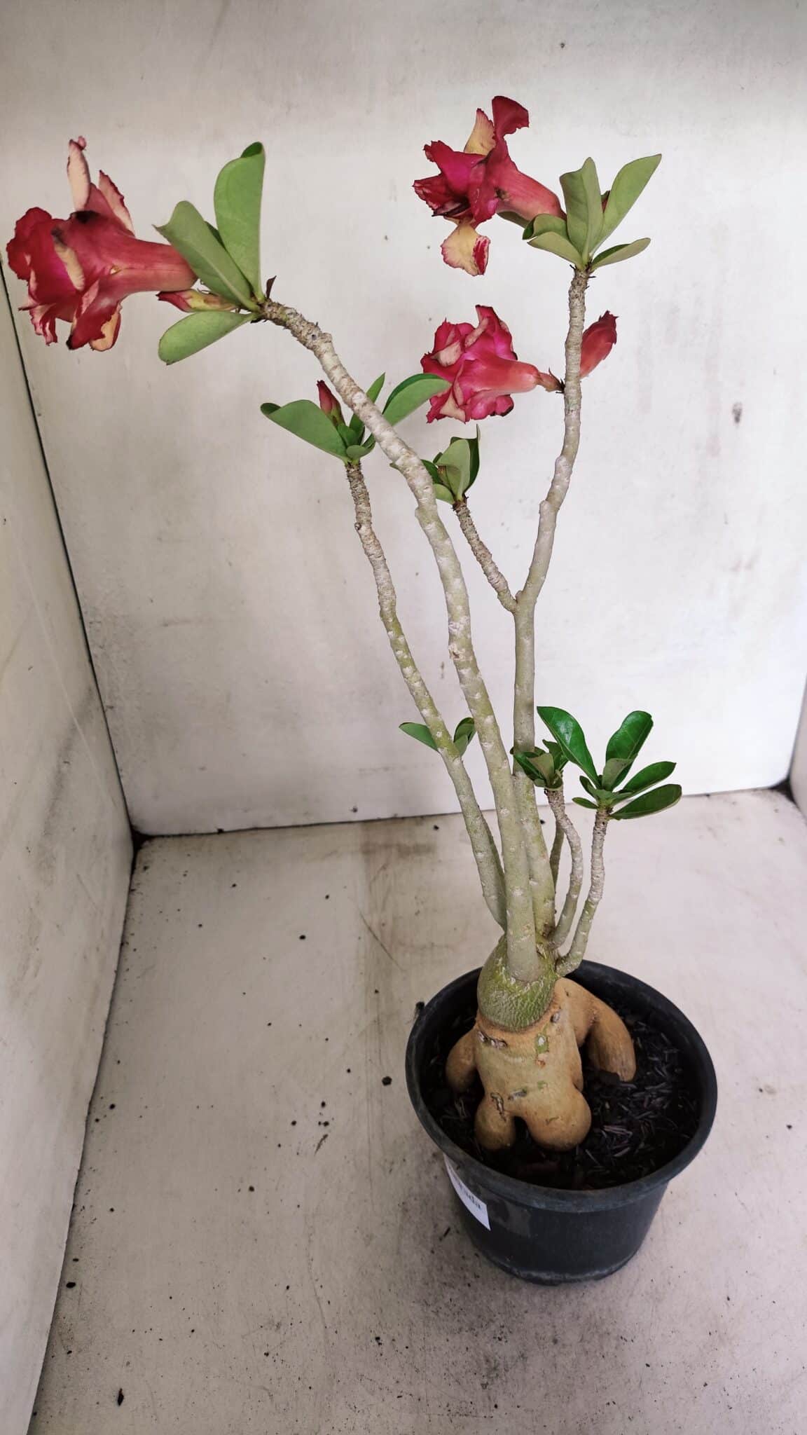 Planta Dobrada 3592 – 40cm – 03 anos - foto 7