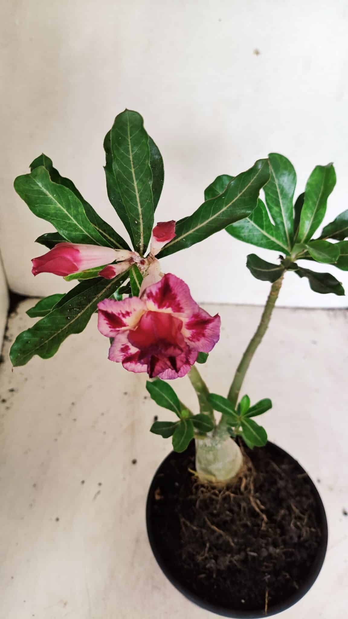Planta Dobrada 3592 – 30cm – 02 anos - foto 4