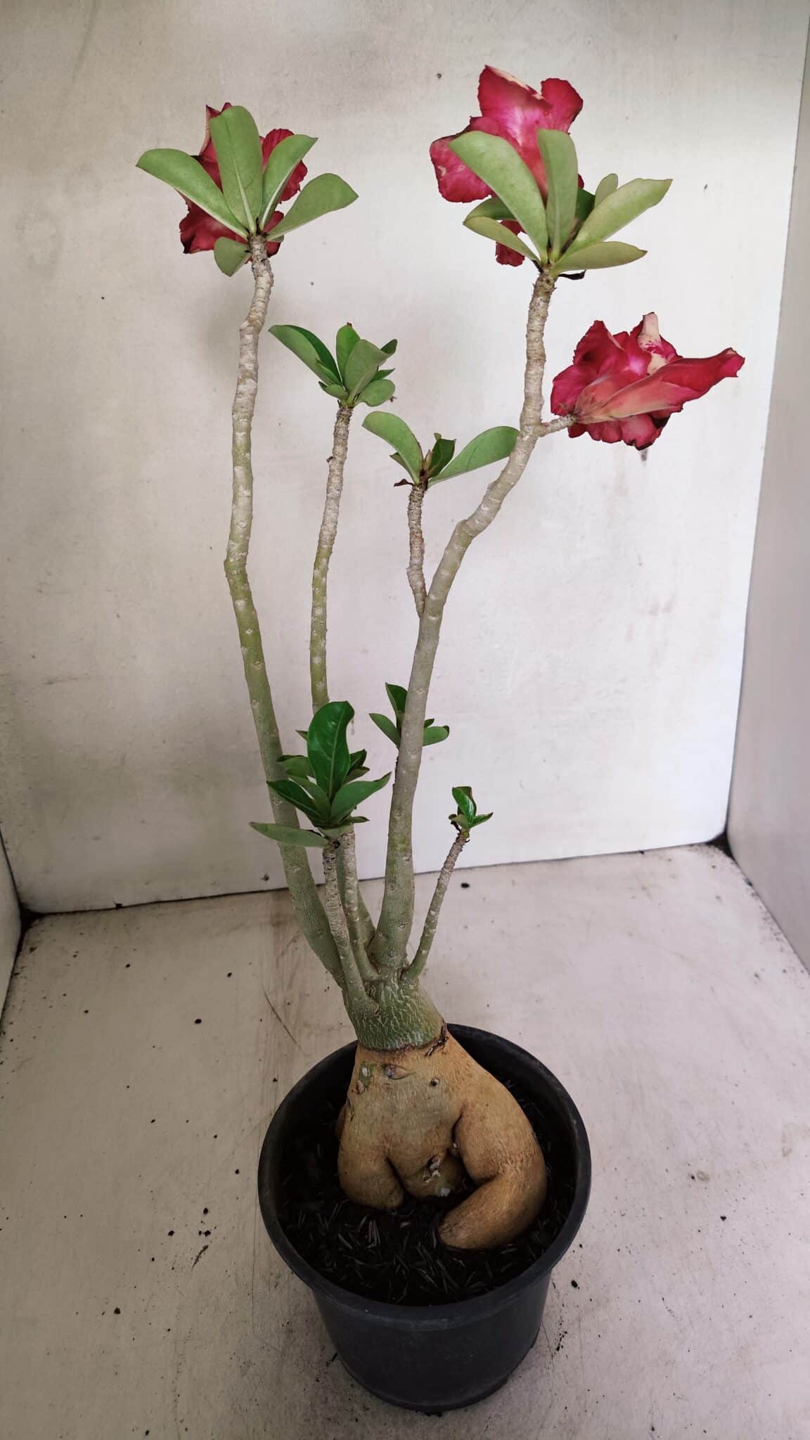 Planta Dobrada 3592 – 40cm – 03 anos - foto 6