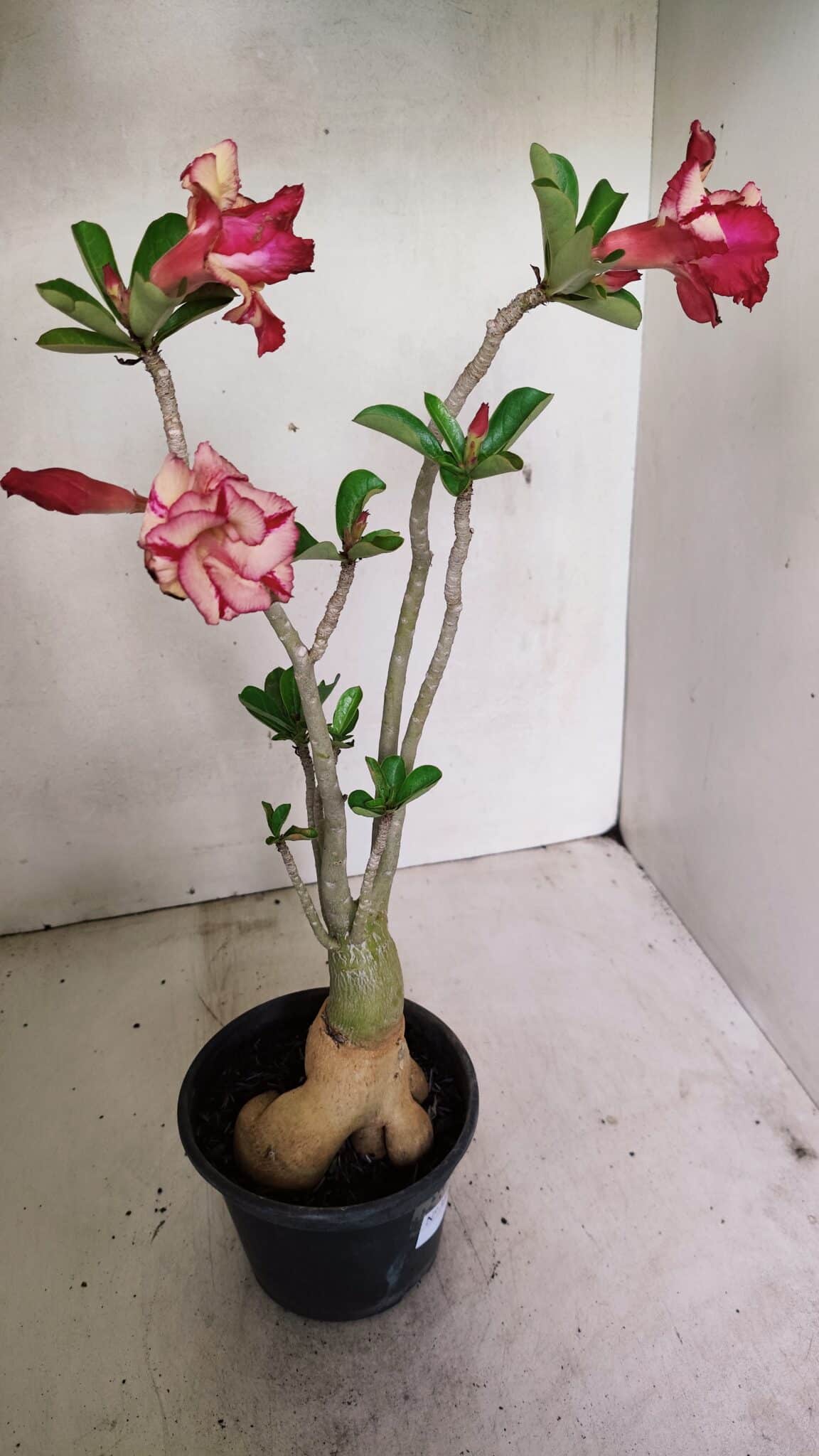 Planta Dobrada 3592 – 40cm – 03 anos - foto 5