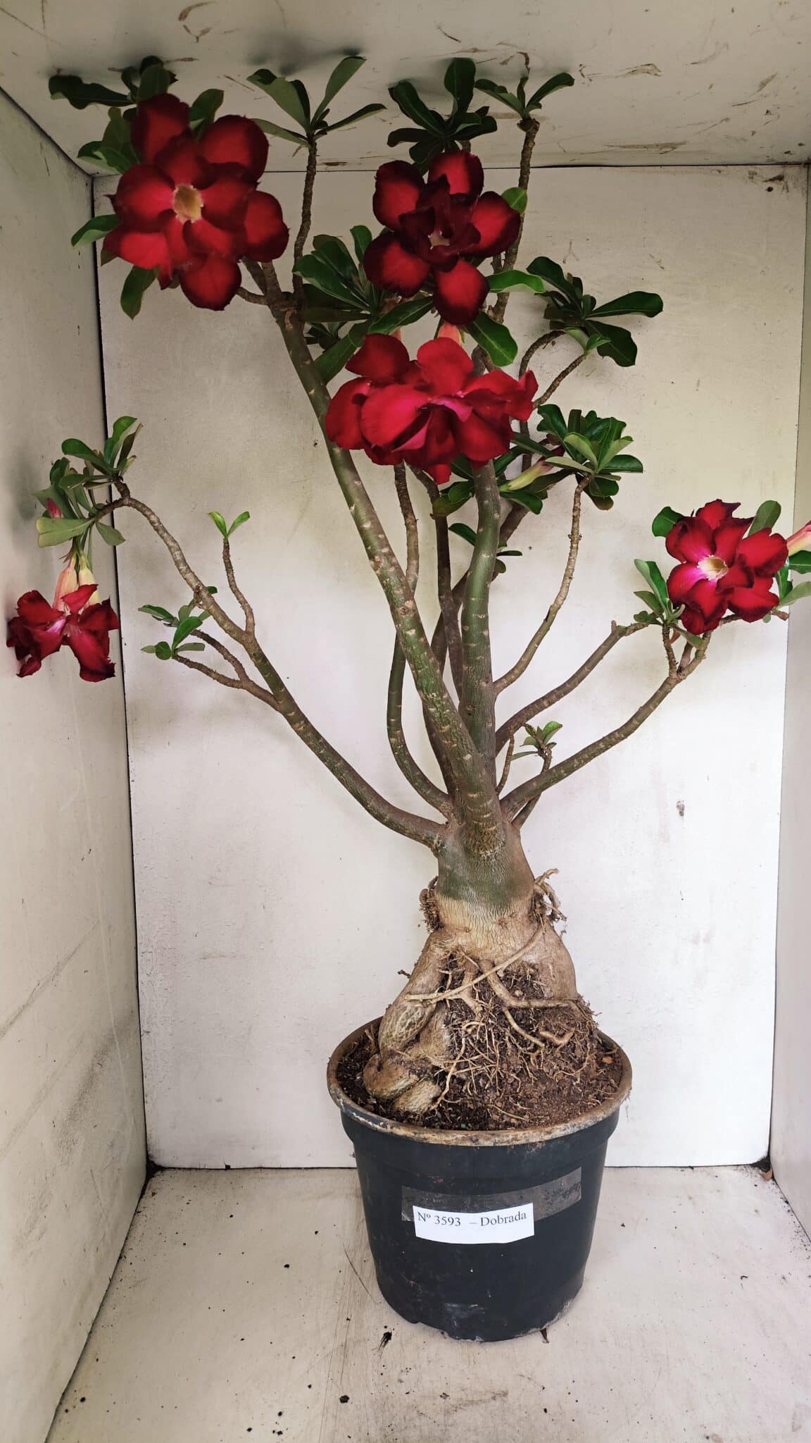 Planta Dobrada 3593 – 65cm – 06 anos - foto 2