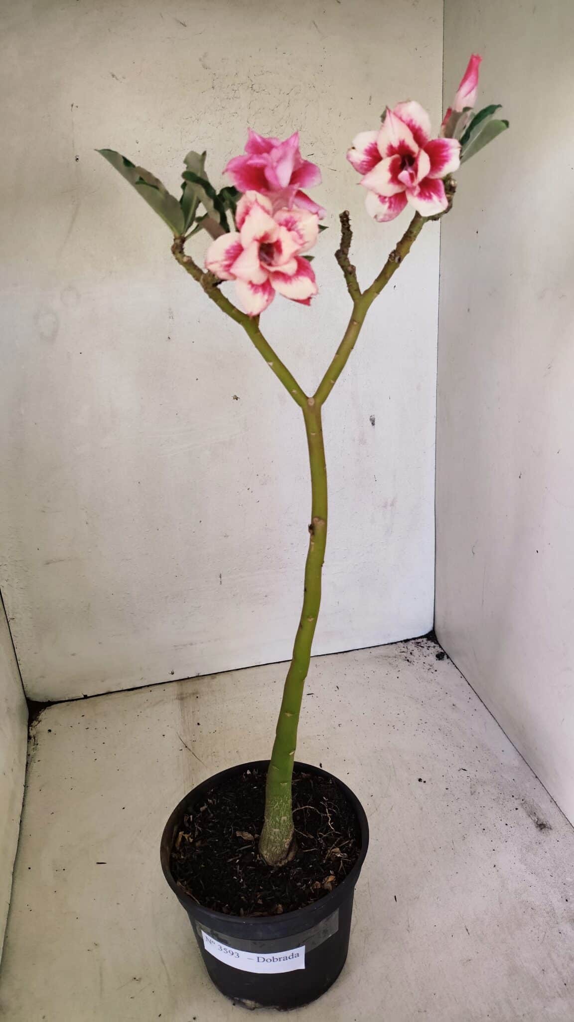 Planta Dobrada 3593 – 35cm – 03 anos - foto 2