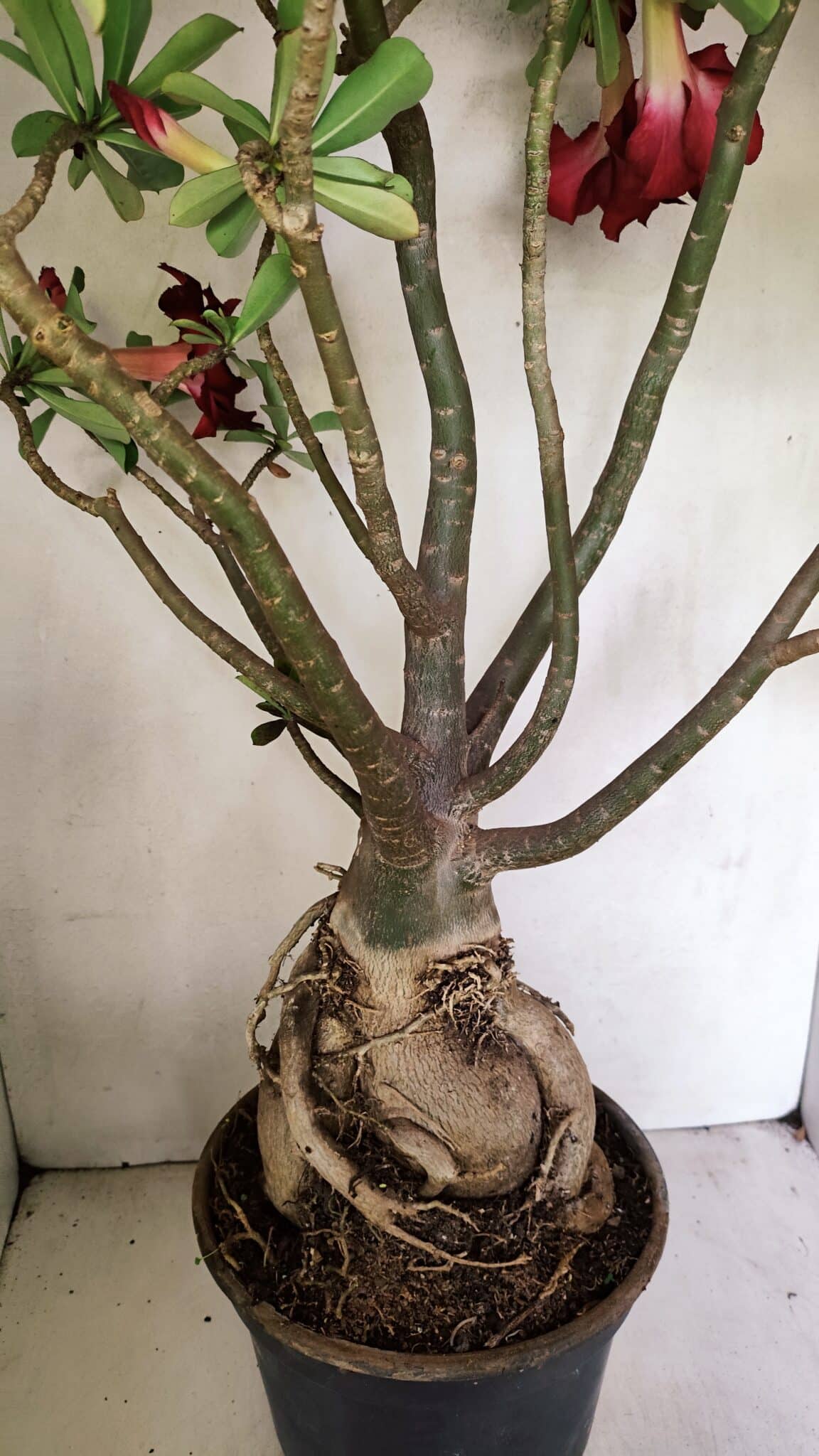 Planta Dobrada 3593 – 65cm – 06 anos - foto 11