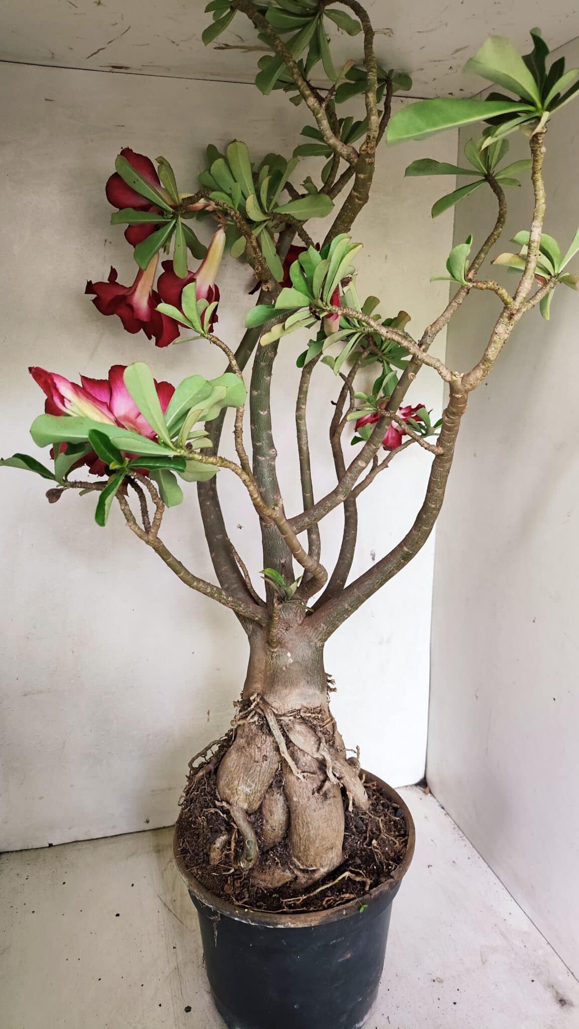 Planta Dobrada 3593 – 65cm – 06 anos - foto 10