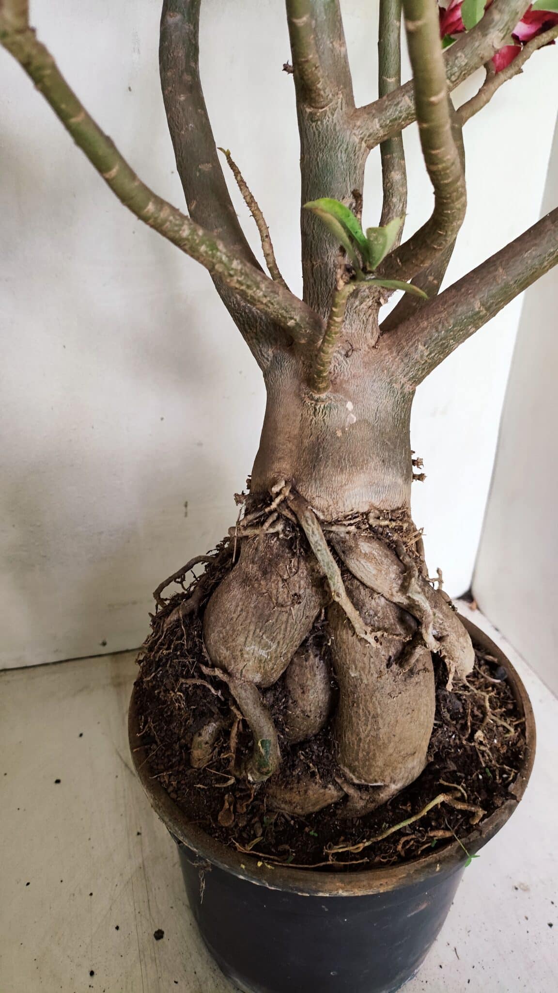 Planta Dobrada 3593 – 65cm – 06 anos - foto 9