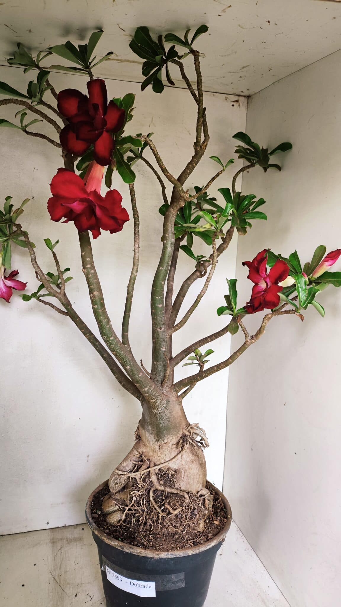 Planta Dobrada 3593 – 65cm – 06 anos - foto 5