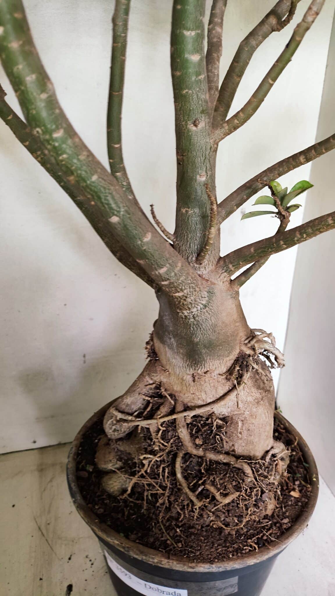 Planta Dobrada 3593 – 65cm – 06 anos - foto 4