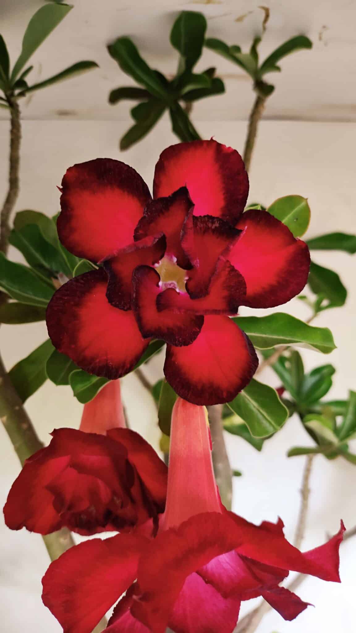 Planta Dobrada 3593 – 65cm – 06 anos - foto 3
