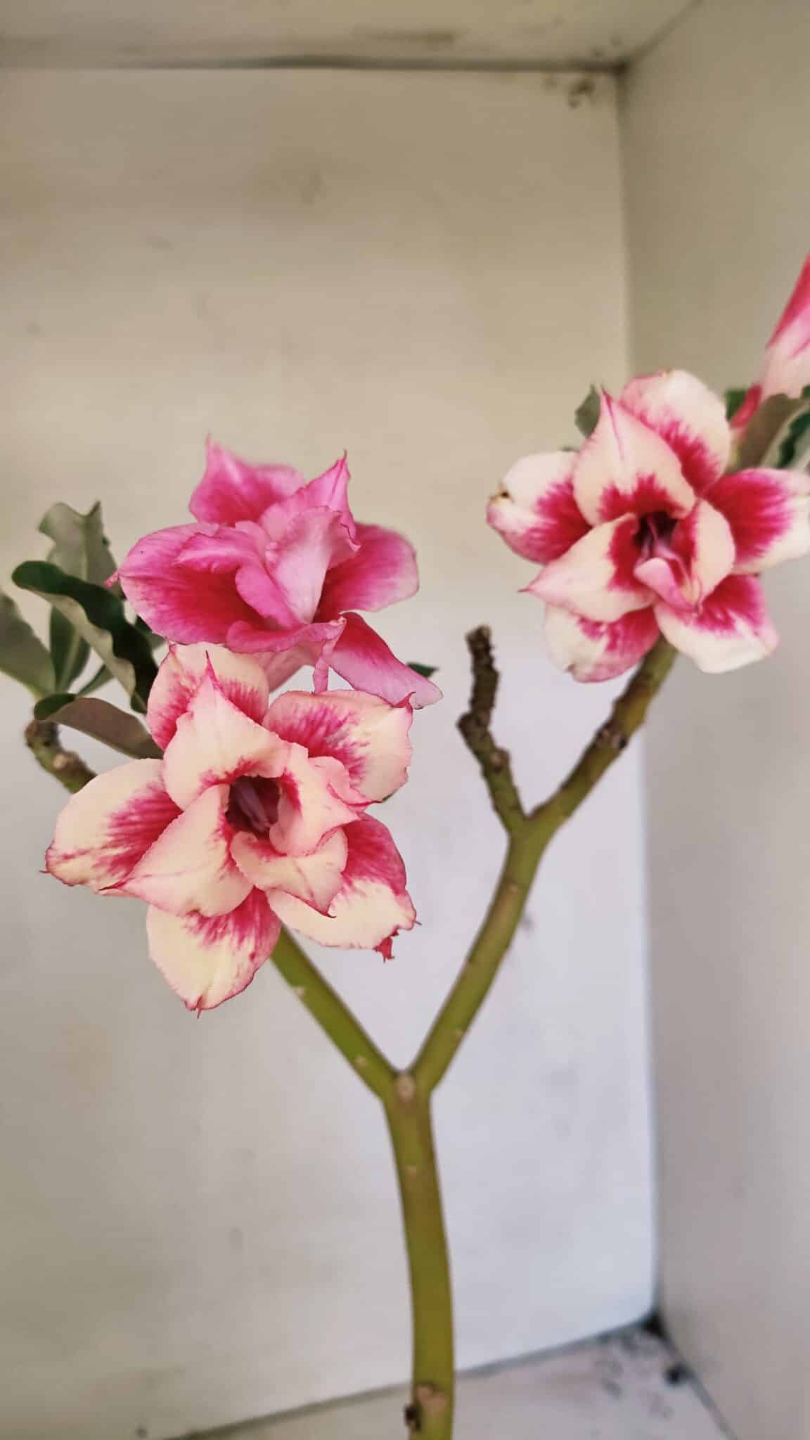Planta Dobrada 3593 – 35cm – 03 anos - foto 4