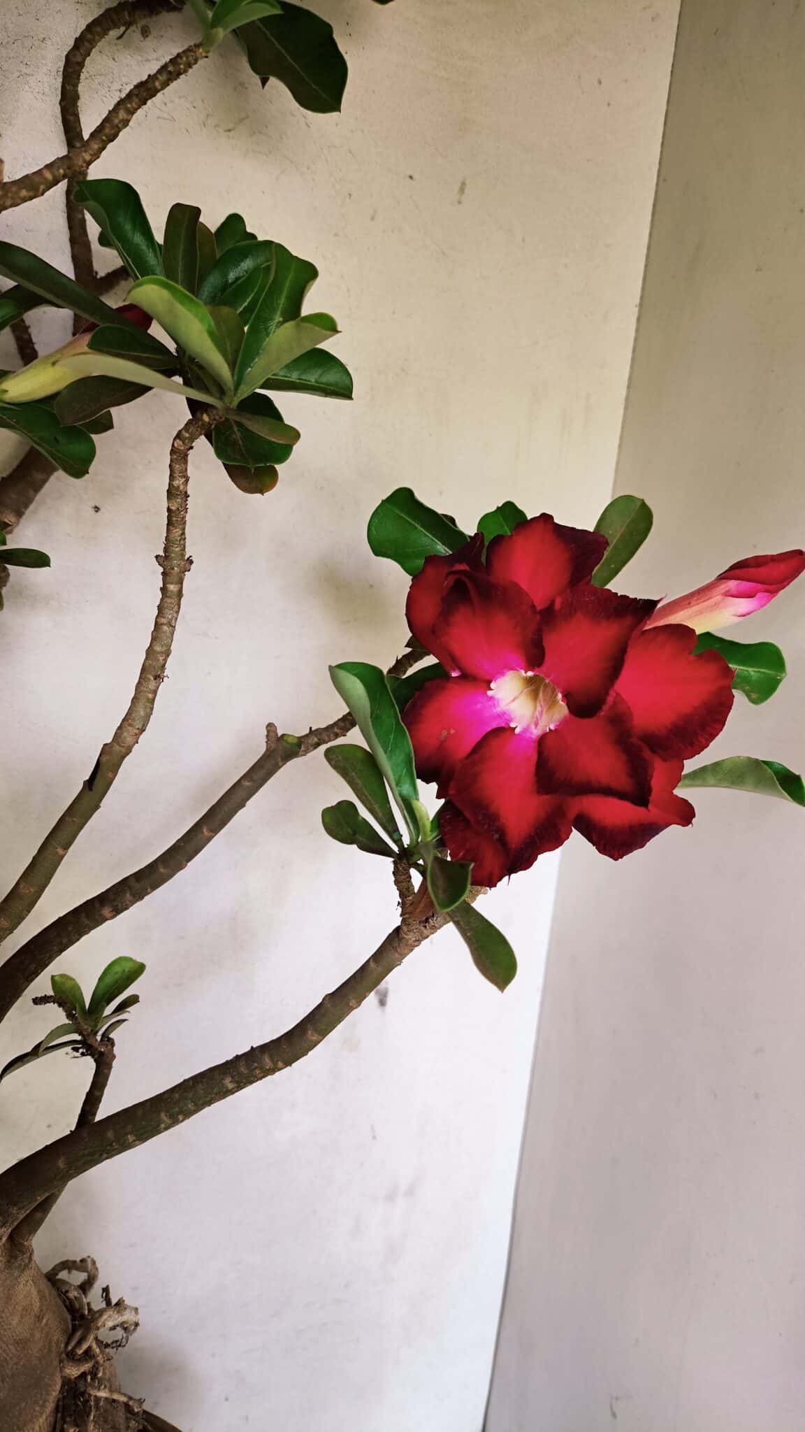 Planta Dobrada 3593 – 65cm – 06 anos - foto 8