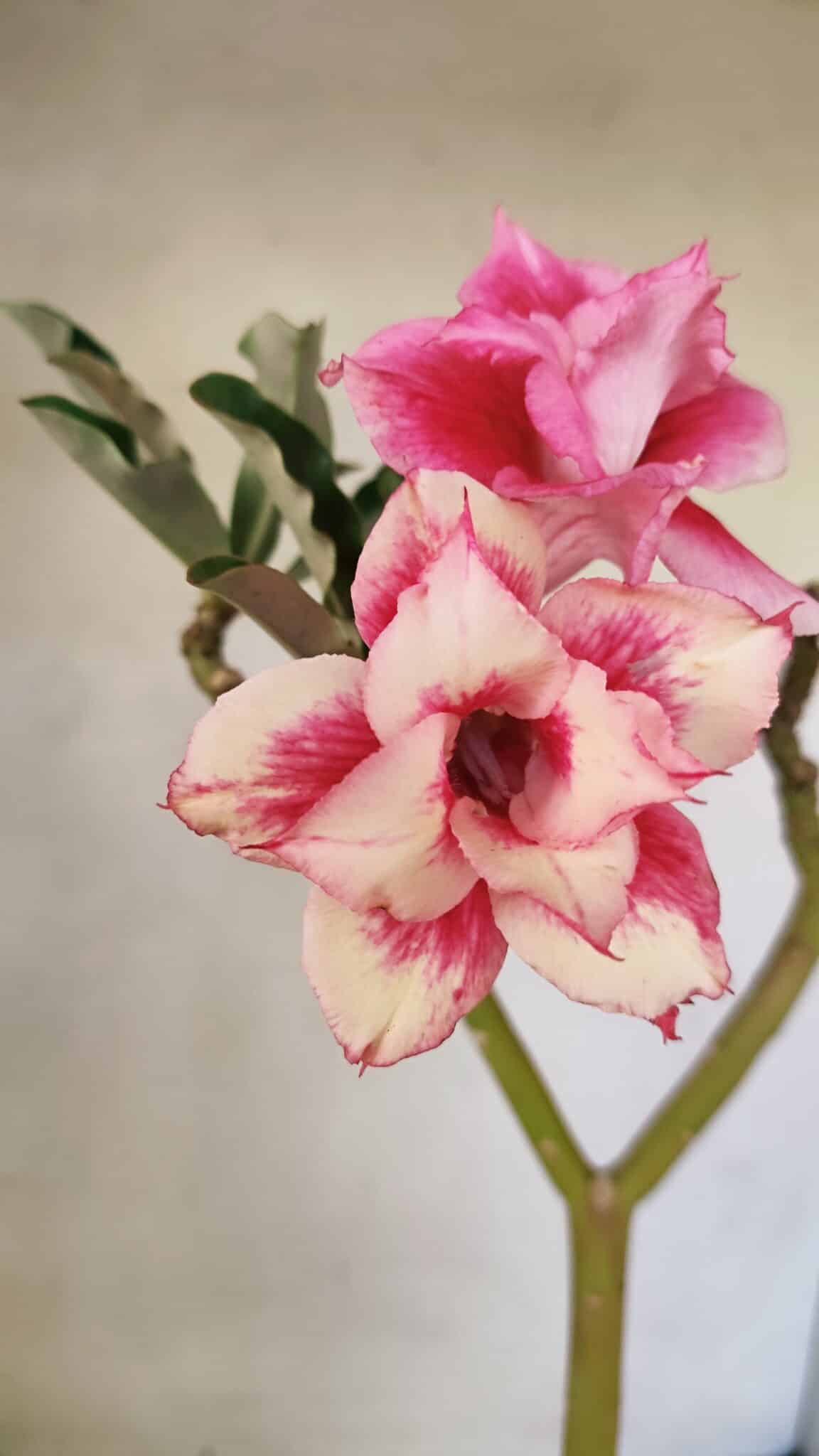 Planta Dobrada 3593 – 35cm – 03 anos - foto 3