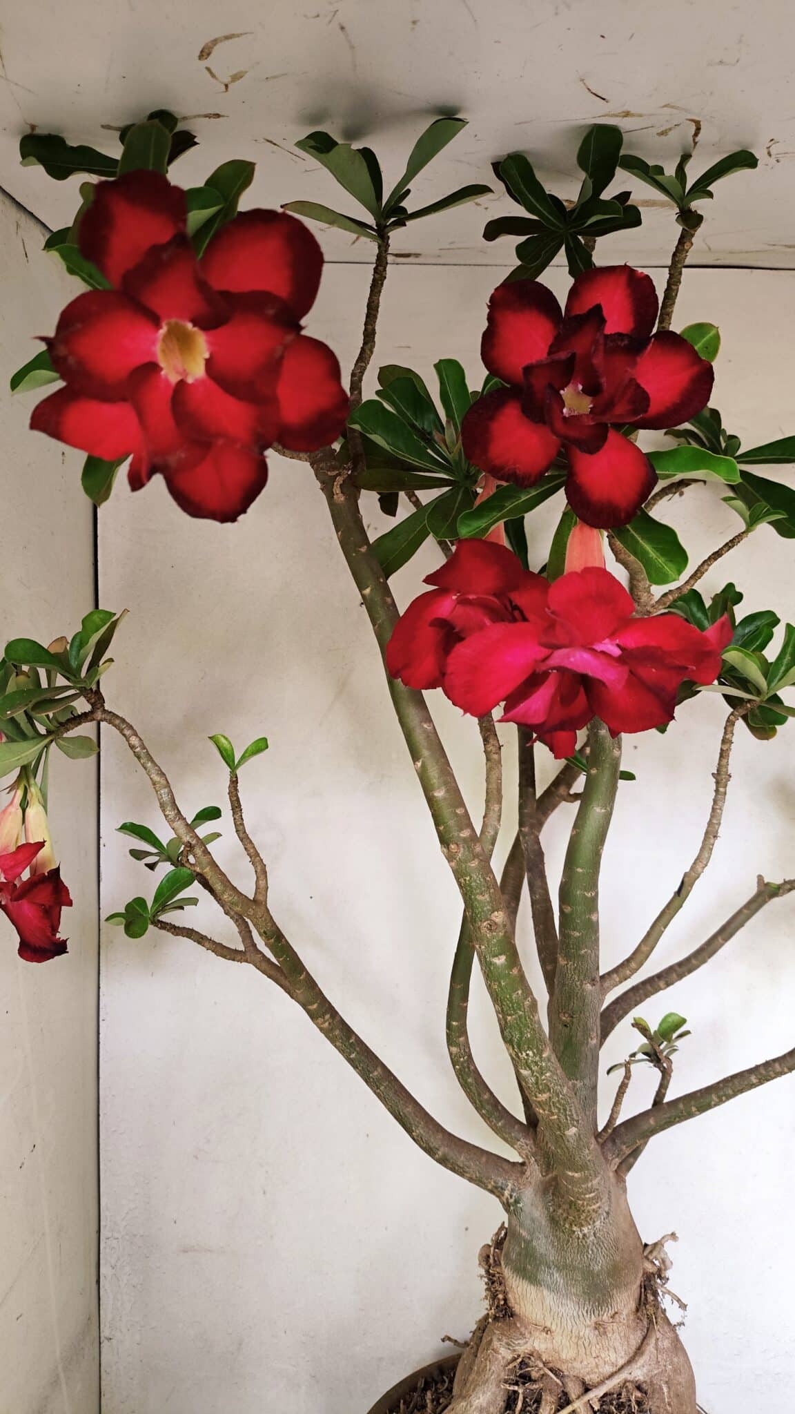 Planta Dobrada 3593 – 65cm – 06 anos - foto 6