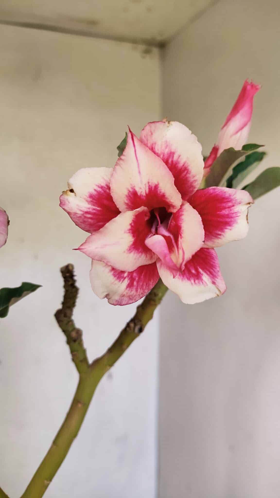 Planta Dobrada 3593 – 35cm – 03 anos - foto 5
