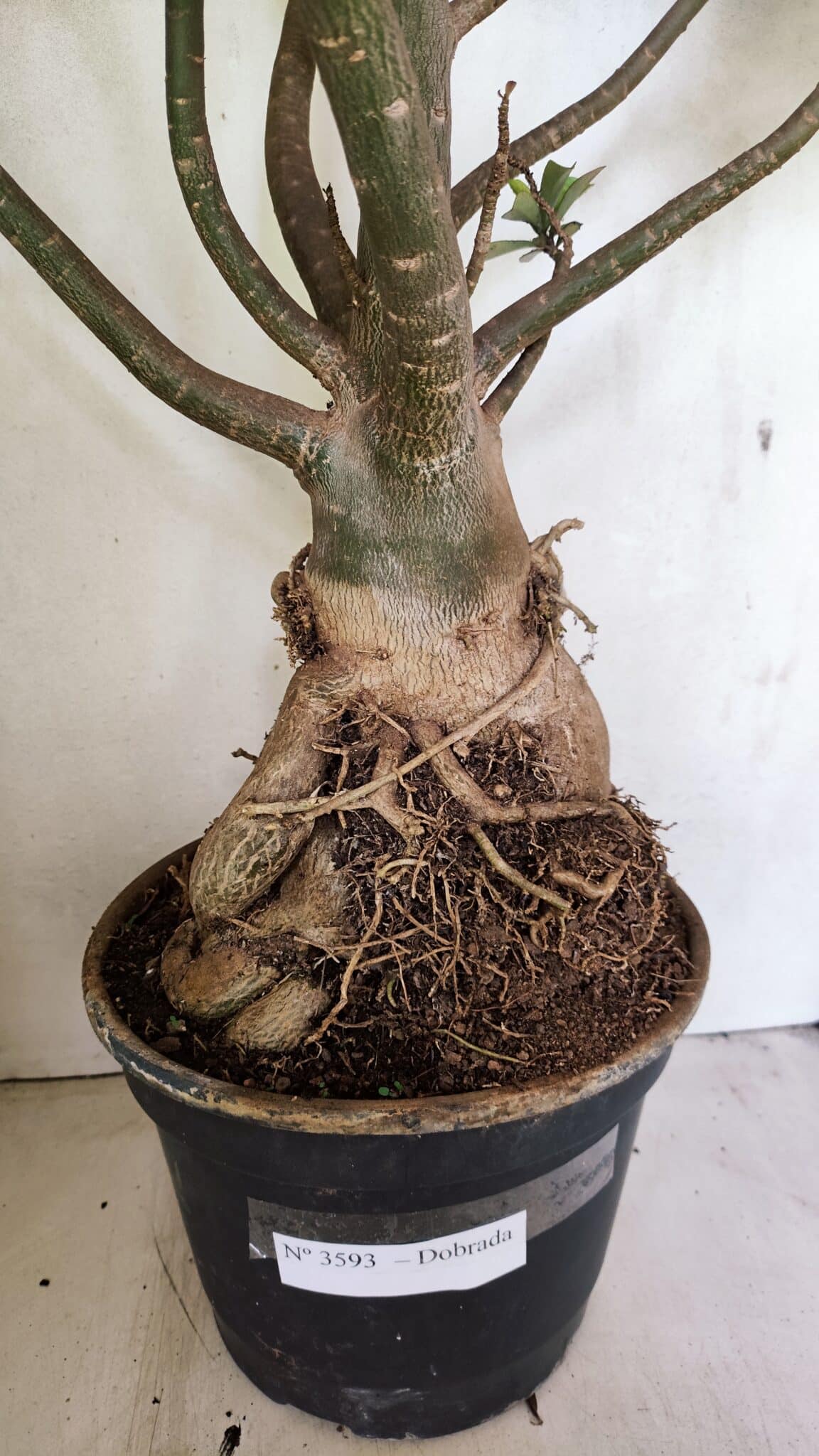 Planta Dobrada 3593 – 65cm – 06 anos - foto 15