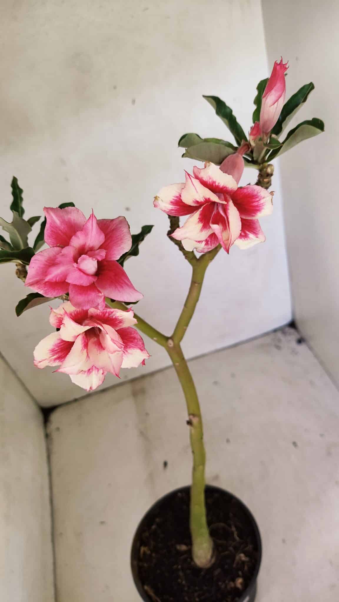 Planta Dobrada 3593 – 35cm – 03 anos - foto 9