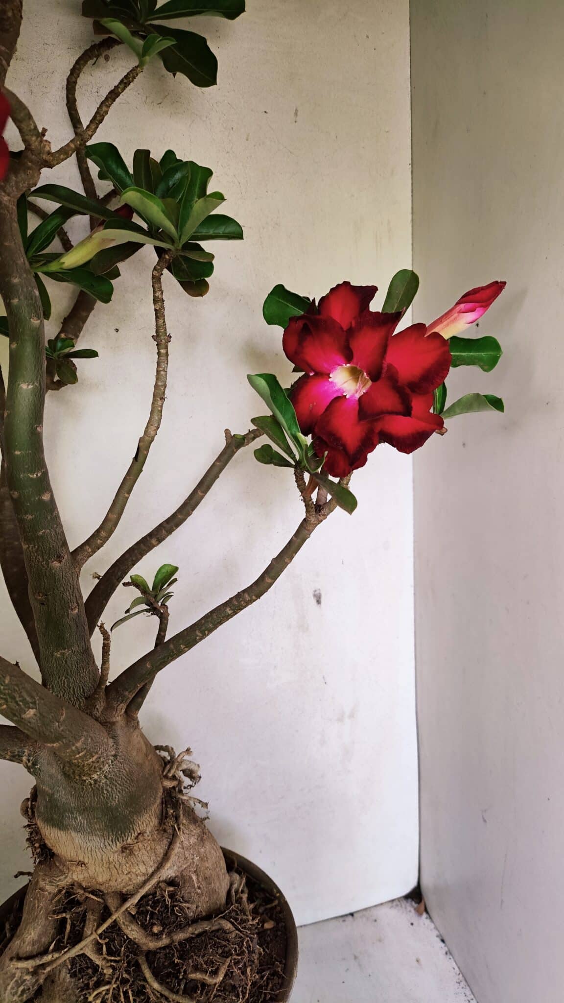 Planta Dobrada 3593 – 65cm – 06 anos - foto 14