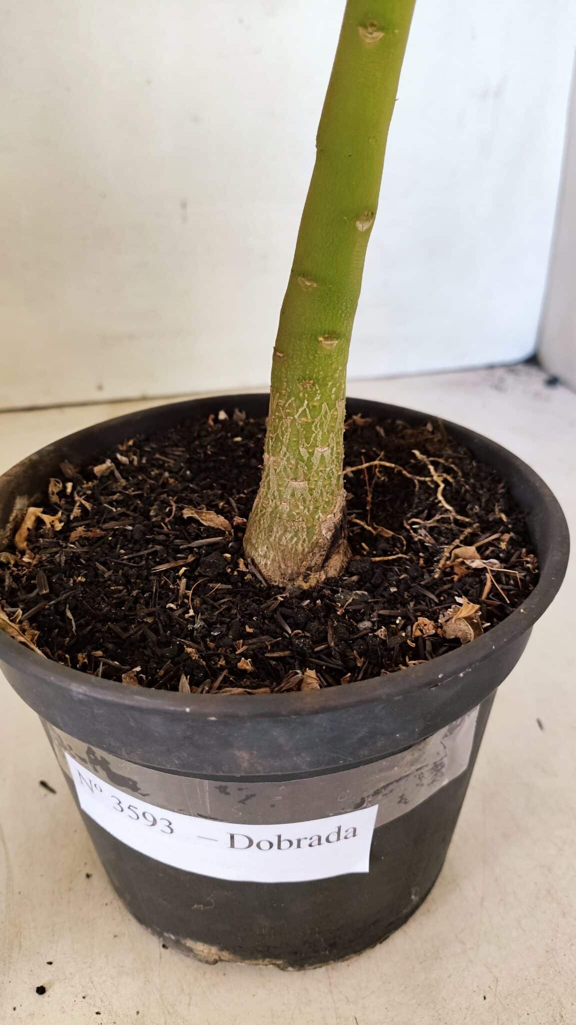 Planta Dobrada 3593 – 35cm – 03 anos - foto 8