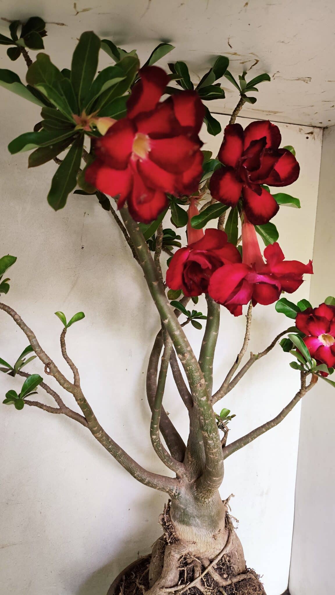 Planta Dobrada 3593 – 65cm – 06 anos - foto 7